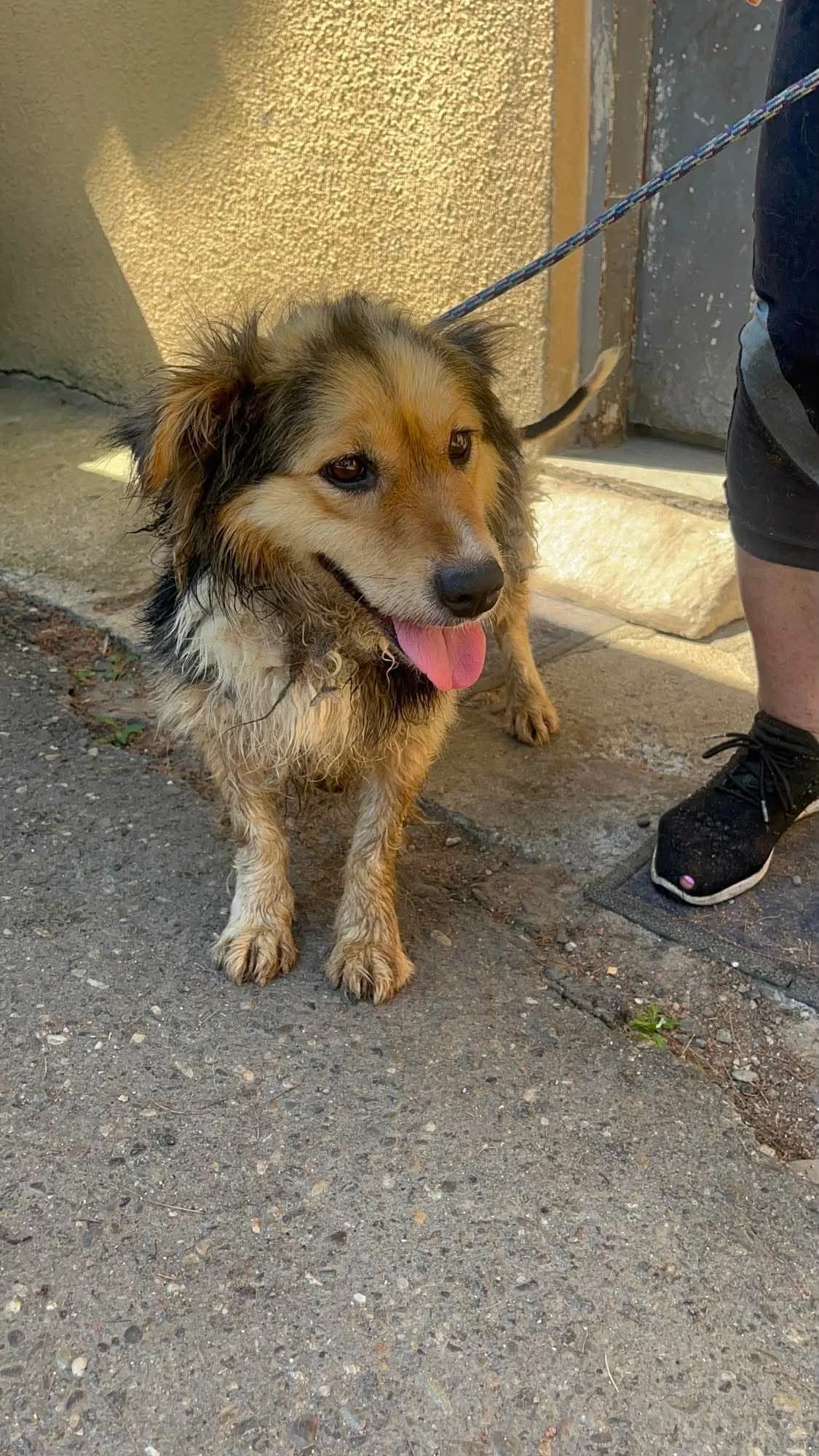 Marley, male 5yo Mixed Breed for adoption at Freundeskreis Notfellchen e.V., Dorsten