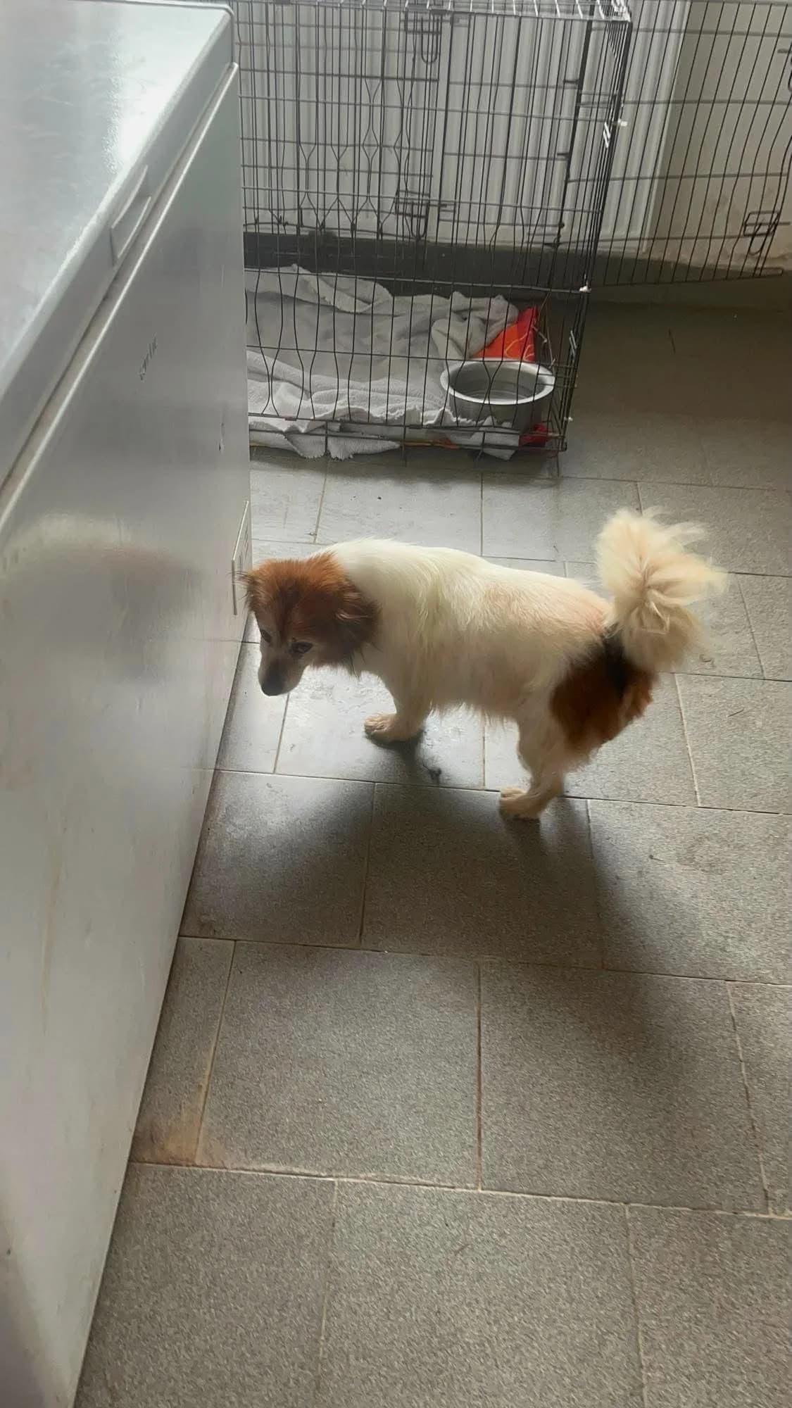 Merlin, male 7yo Mixed Breed for adoption at Freundeskreis Notfellchen e.V., Dorsten