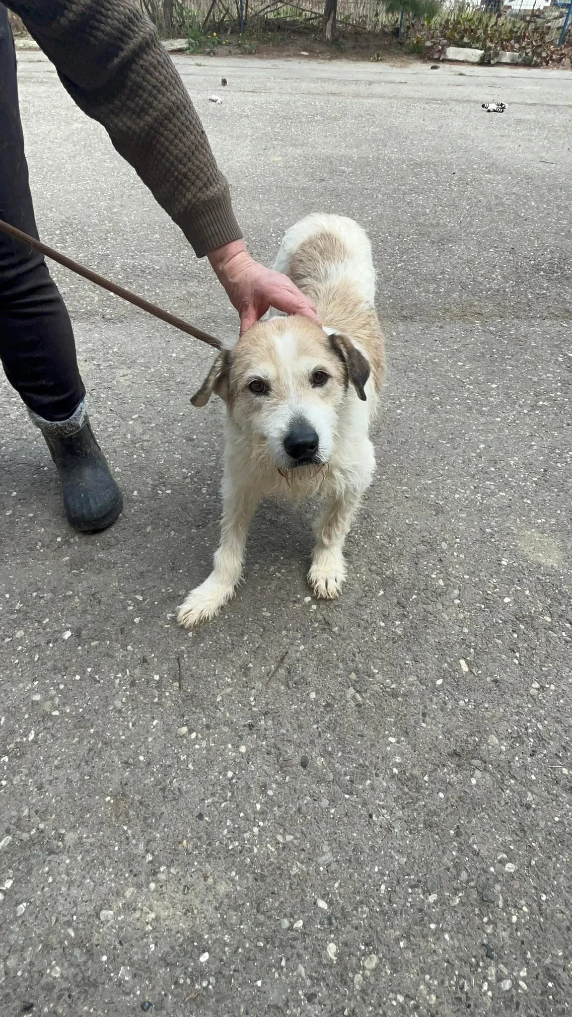 Mia, female senior Mixed Breed for adoption at Freundeskreis Notfellchen e.V., Dorsten