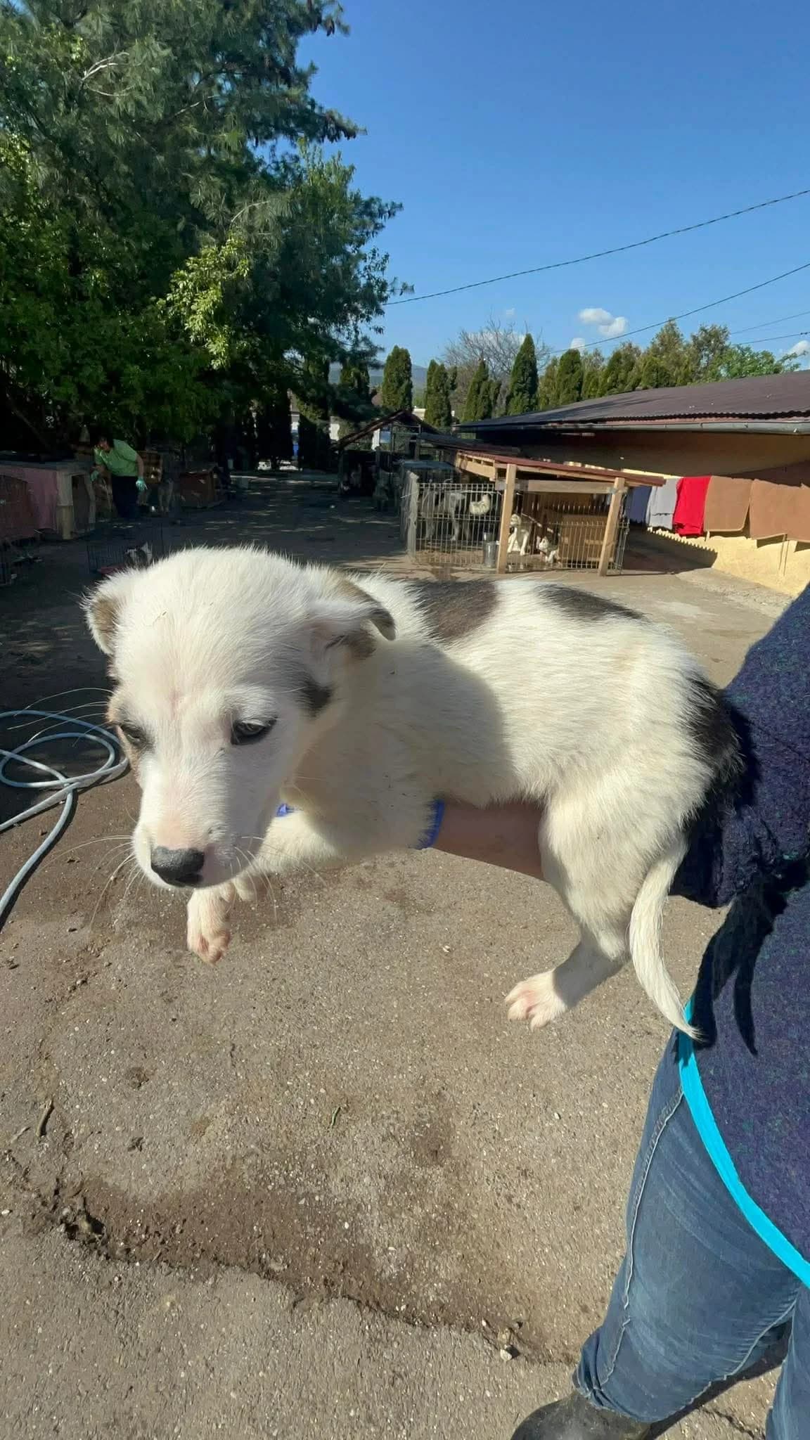 Mino, male puppy Mixed Breed for adoption at Freundeskreis Notfellchen e.V., Dorsten