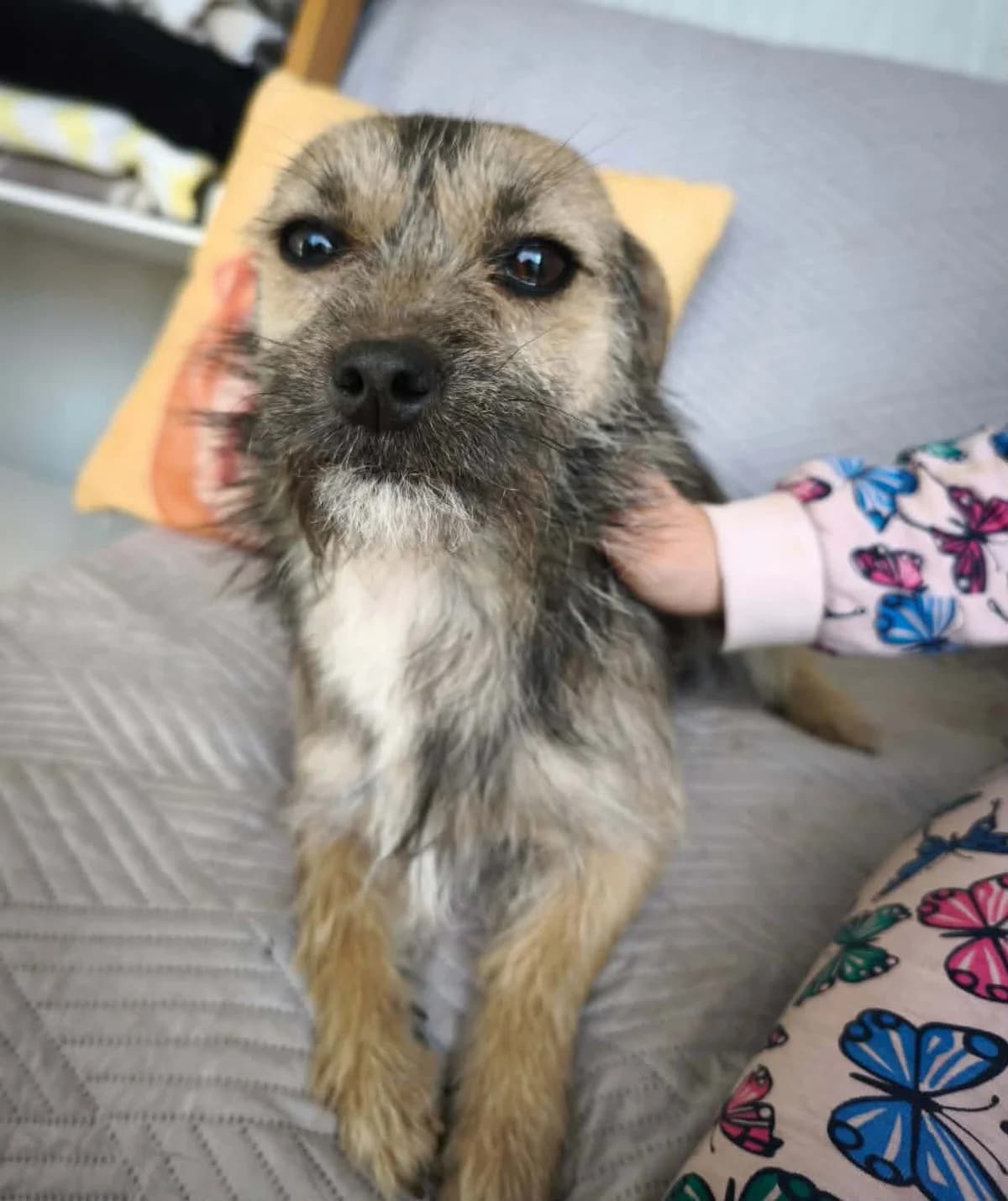 Mishka, female young Mixed Breed for adoption at Freundeskreis Notfellchen e.V.