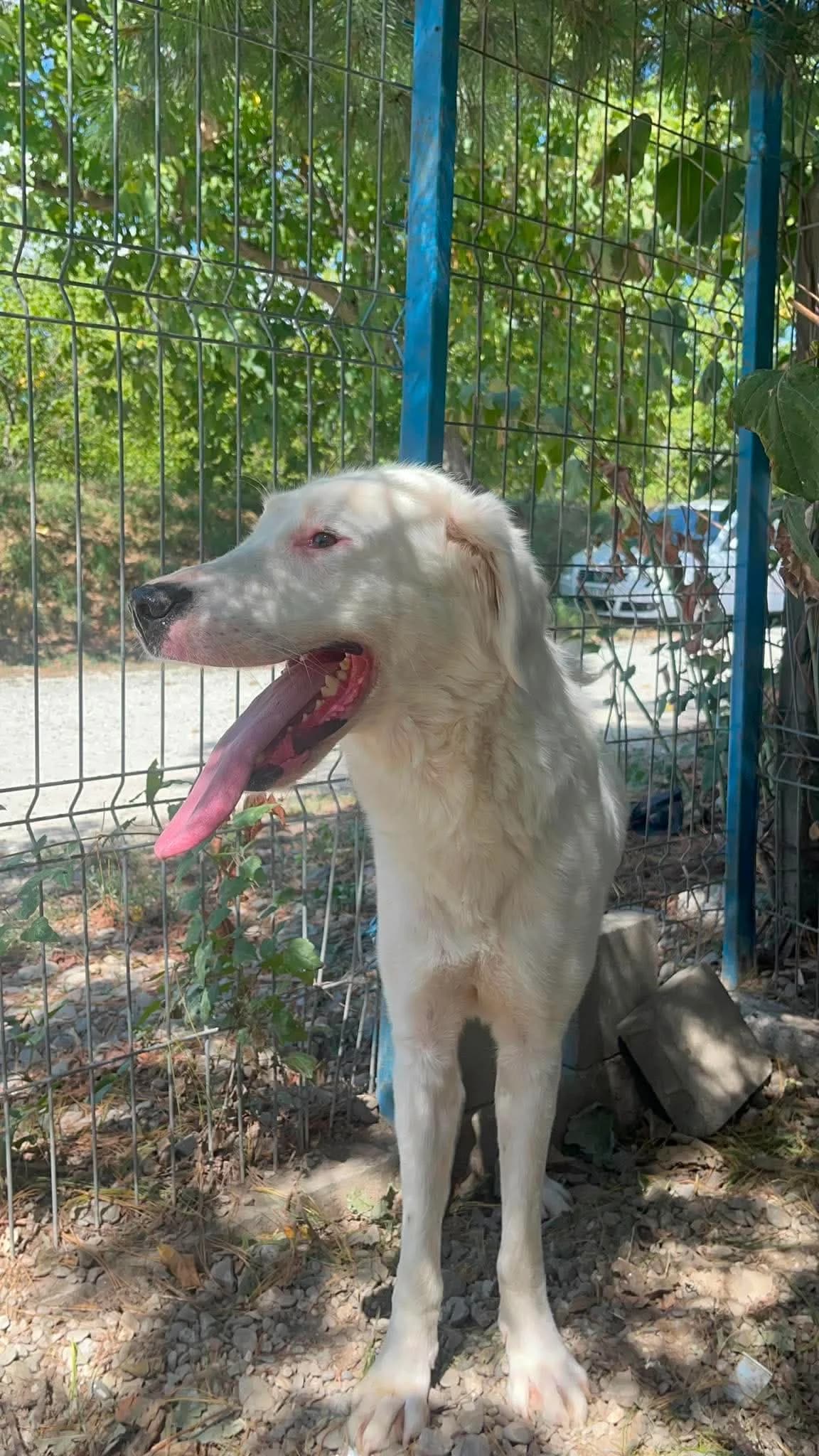 Niva, female 3yo Mixed Breed for adoption at Freundeskreis Notfellchen e.V., Dorsten