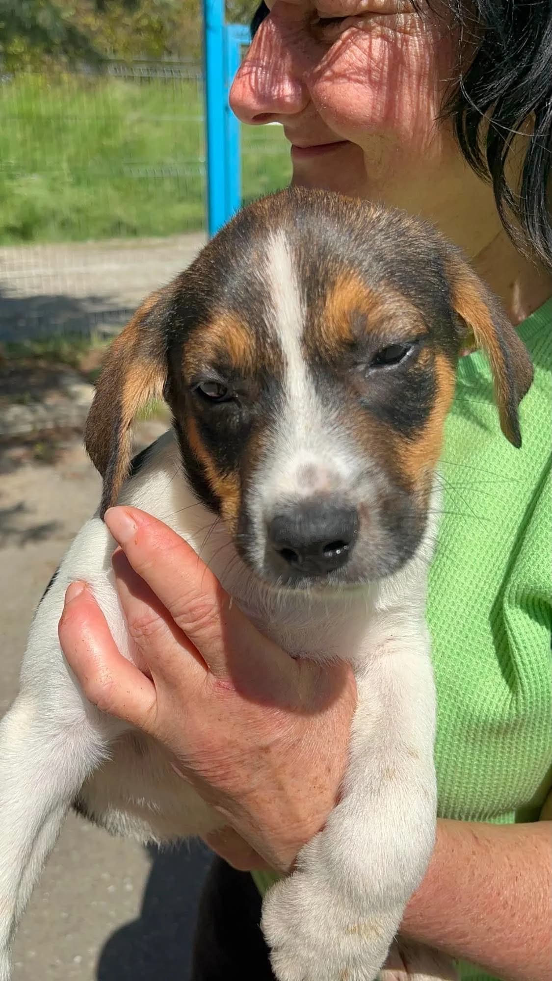 Nola, female senior Mixed Breed for adoption at Freundeskreis Notfellchen e.V., Dorsten