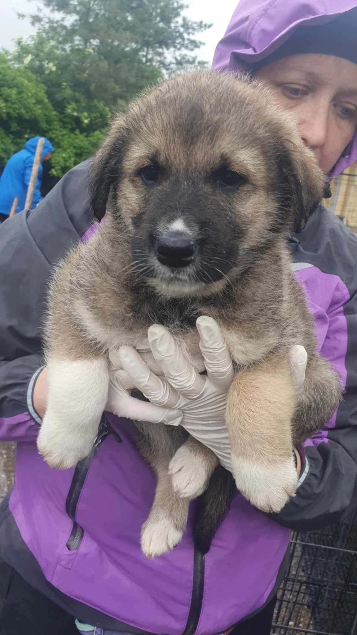Odette, female young Mixed Breed for adoption at Freundeskreis Notfellchen e.V., Dorsten