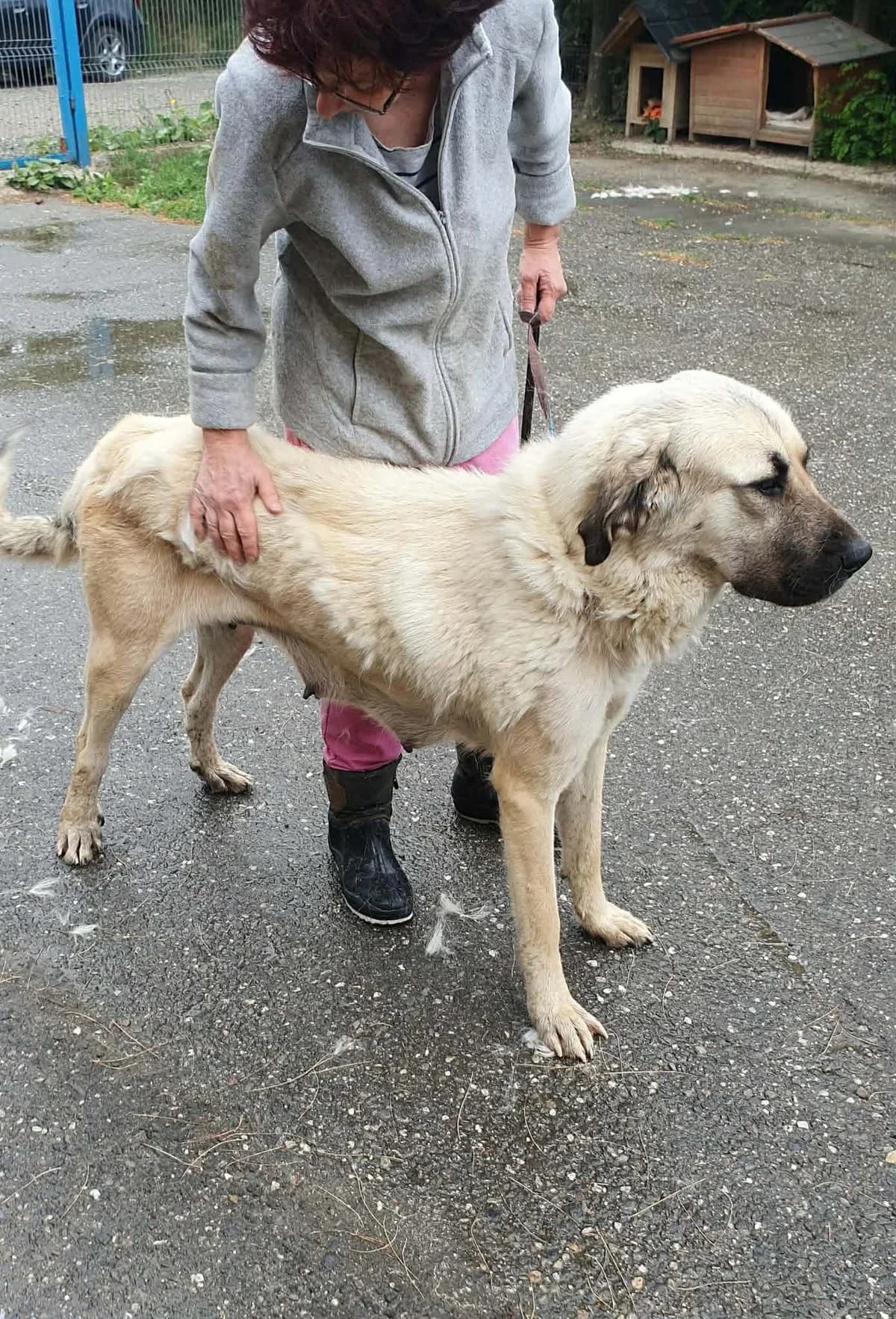 Paulita, female young Mixed Breed for adoption at Freundeskreis Notfellchen e.V., Dorsten