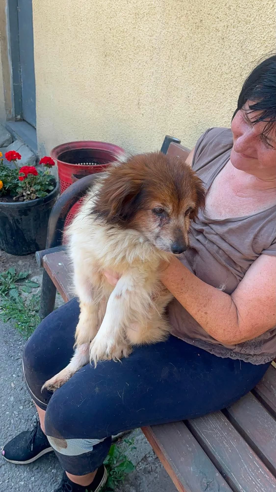 Pepe, male senior Mixed Breed for adoption at Freundeskreis Notfellchen e.V., Dorsten