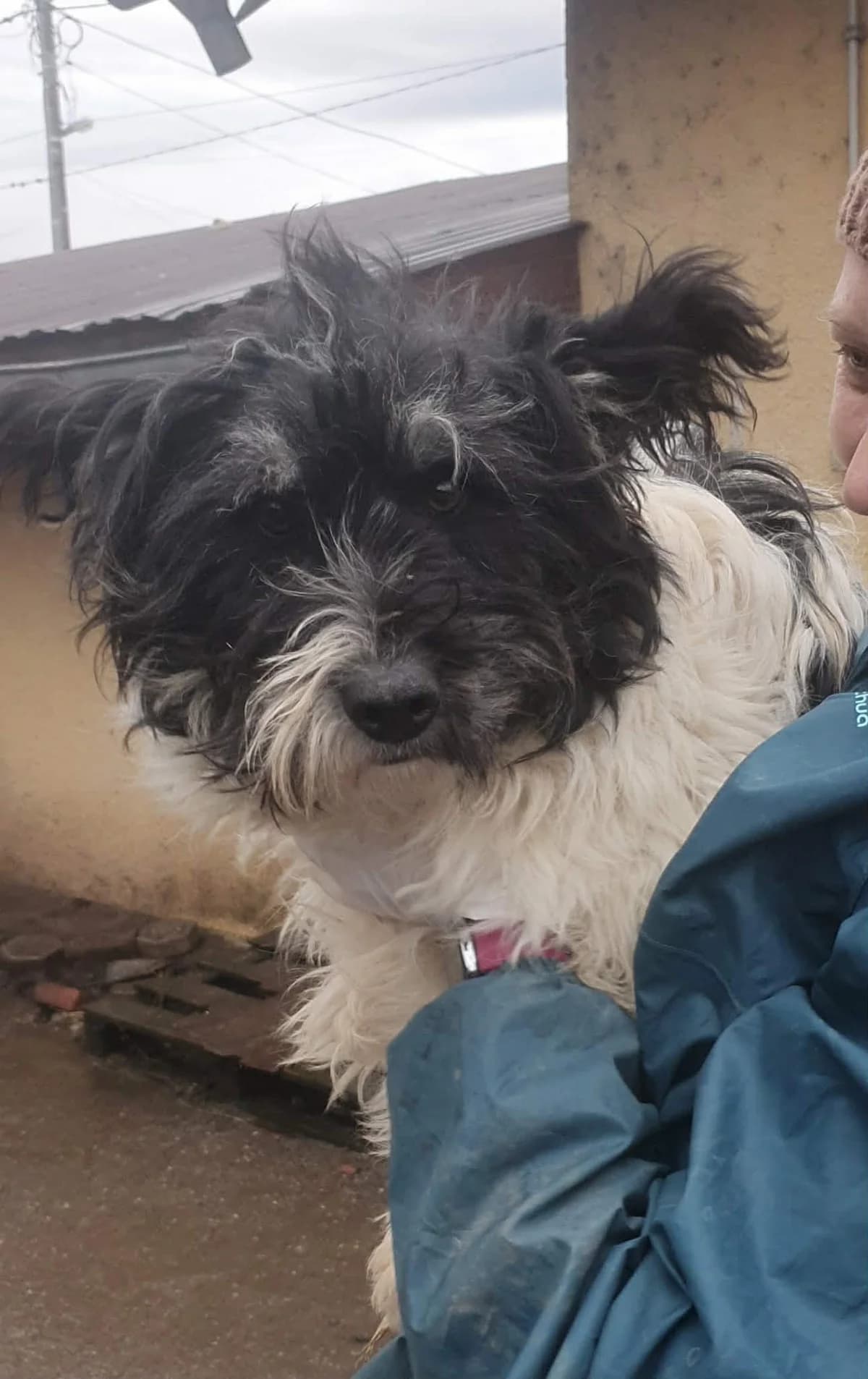 Pico, male Mixed Breed for adoption at Freundeskreis Notfellchen e.V.