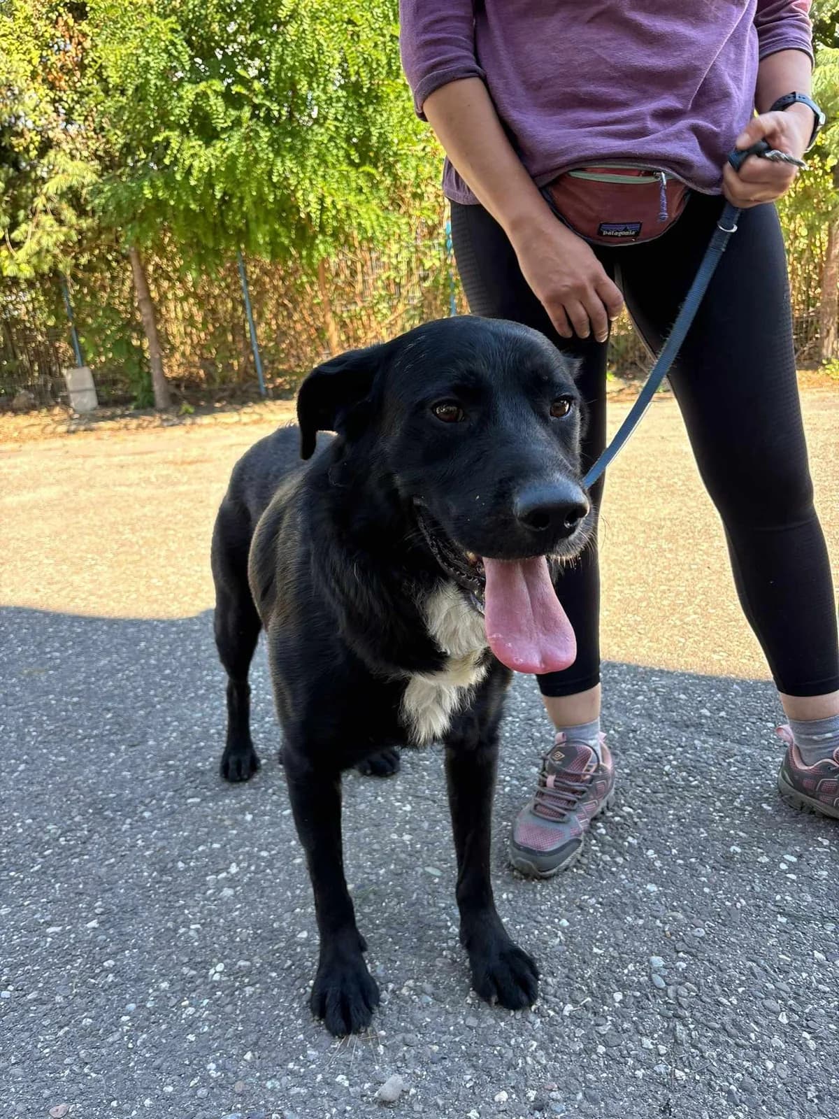 Piedro, male Mixed Breed for adoption at Freundeskreis Notfellchen e.V.