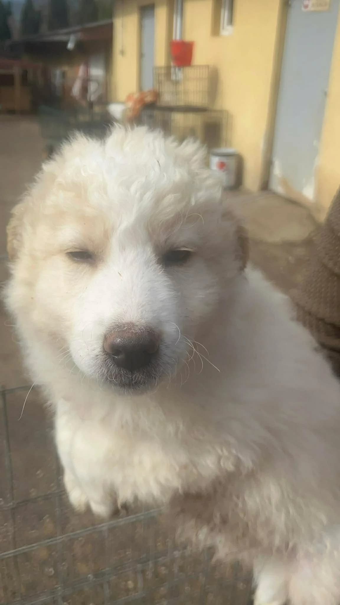 Poldi, male Mixed Breed for adoption at Freundeskreis Notfellchen e.V.