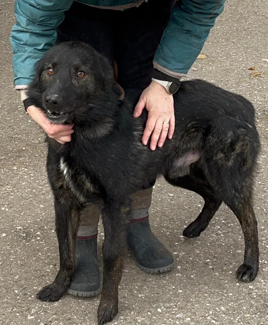 Rasmus, 5yo Mixed Breed for adoption at Freundeskreis Notfellchen e.V., Dorsten