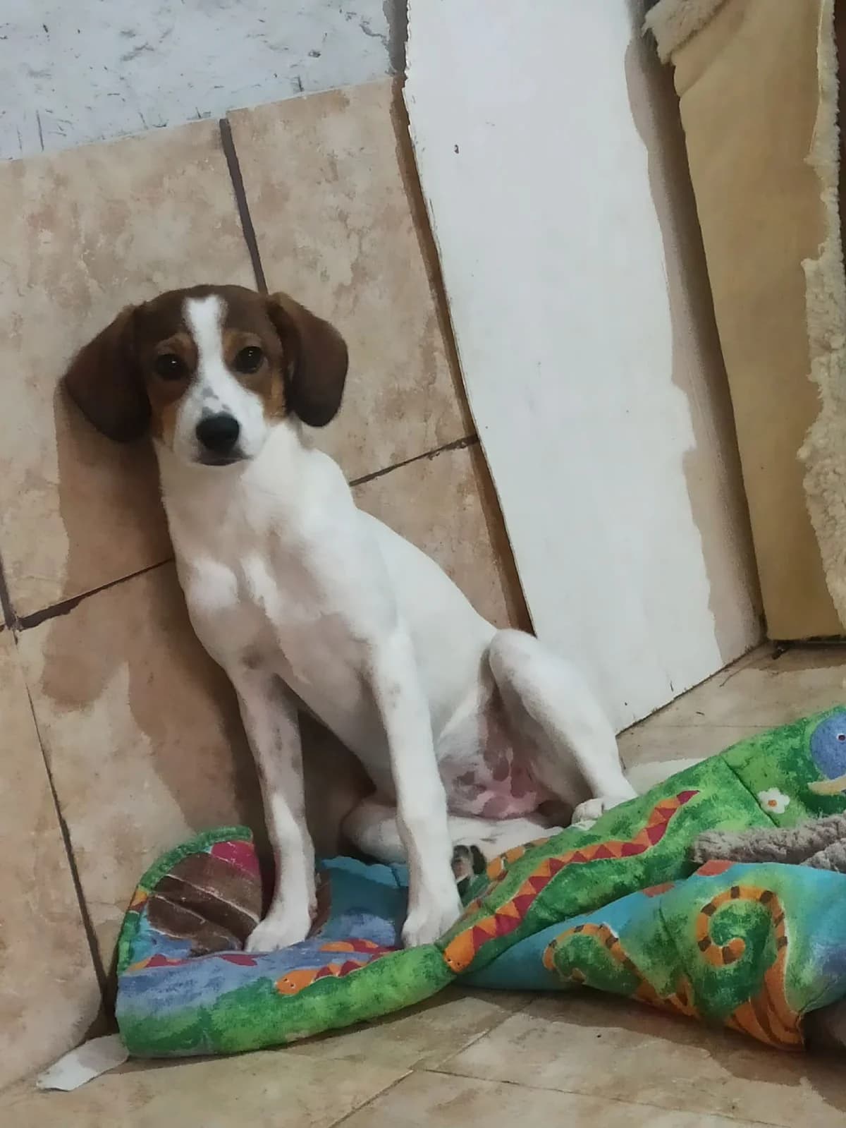 Rhea, female puppy Mixed Breed for adoption at Freundeskreis Notfellchen e.V., Dorsten