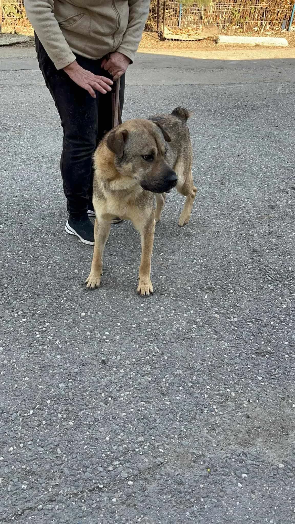 Rico, male Mixed Breed for adoption at Freundeskreis Notfellchen e.V.