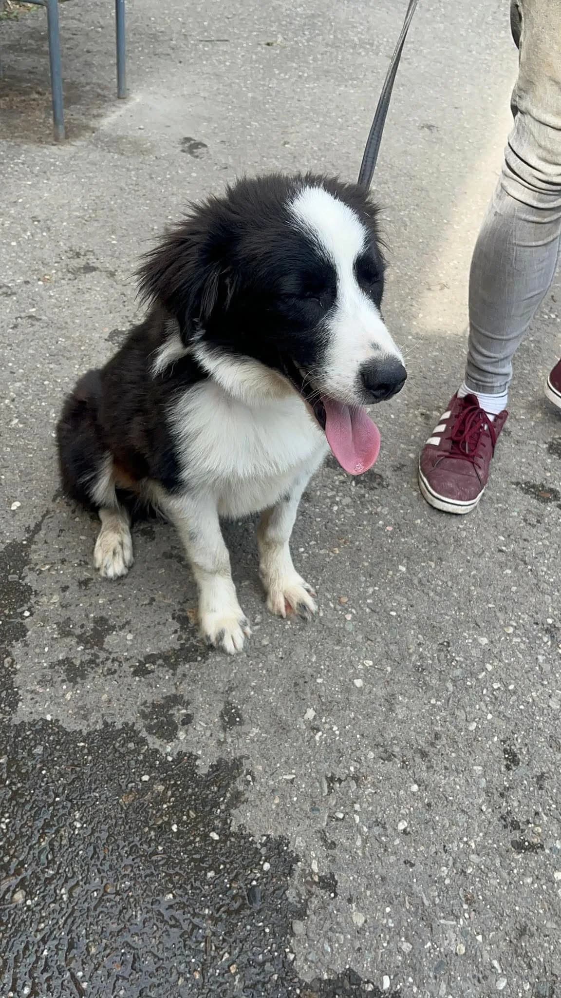 Romeo, male puppy Mixed Breed for adoption at Freundeskreis Notfellchen e.V., Dorsten