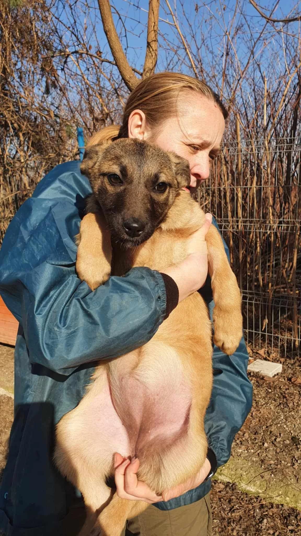 Roxy, female young Mixed Breed for adoption at Freundeskreis Notfellchen e.V., Dorsten