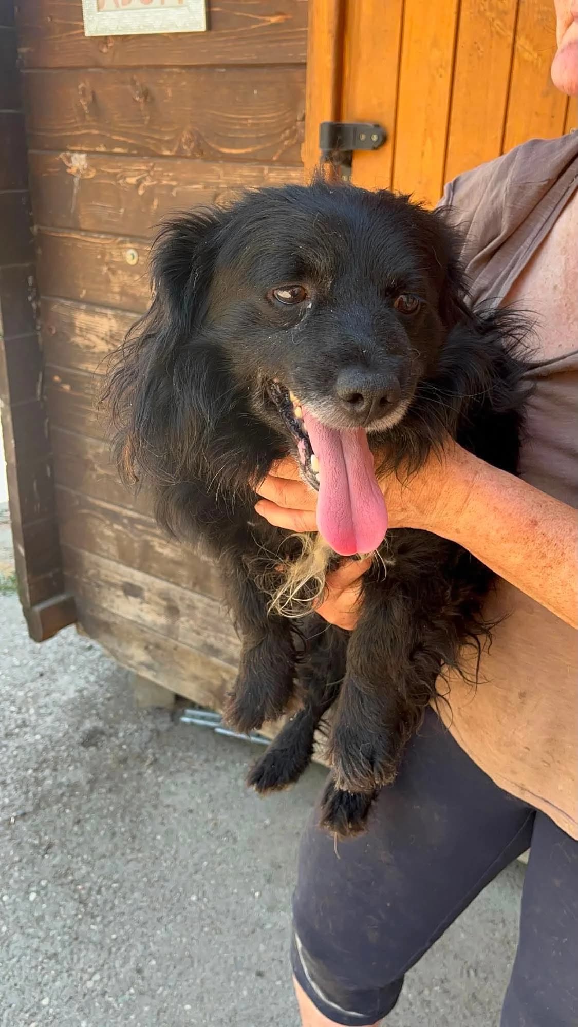 Rudi, male senior Mixed Breed for adoption at Freundeskreis Notfellchen e.V., Dorsten