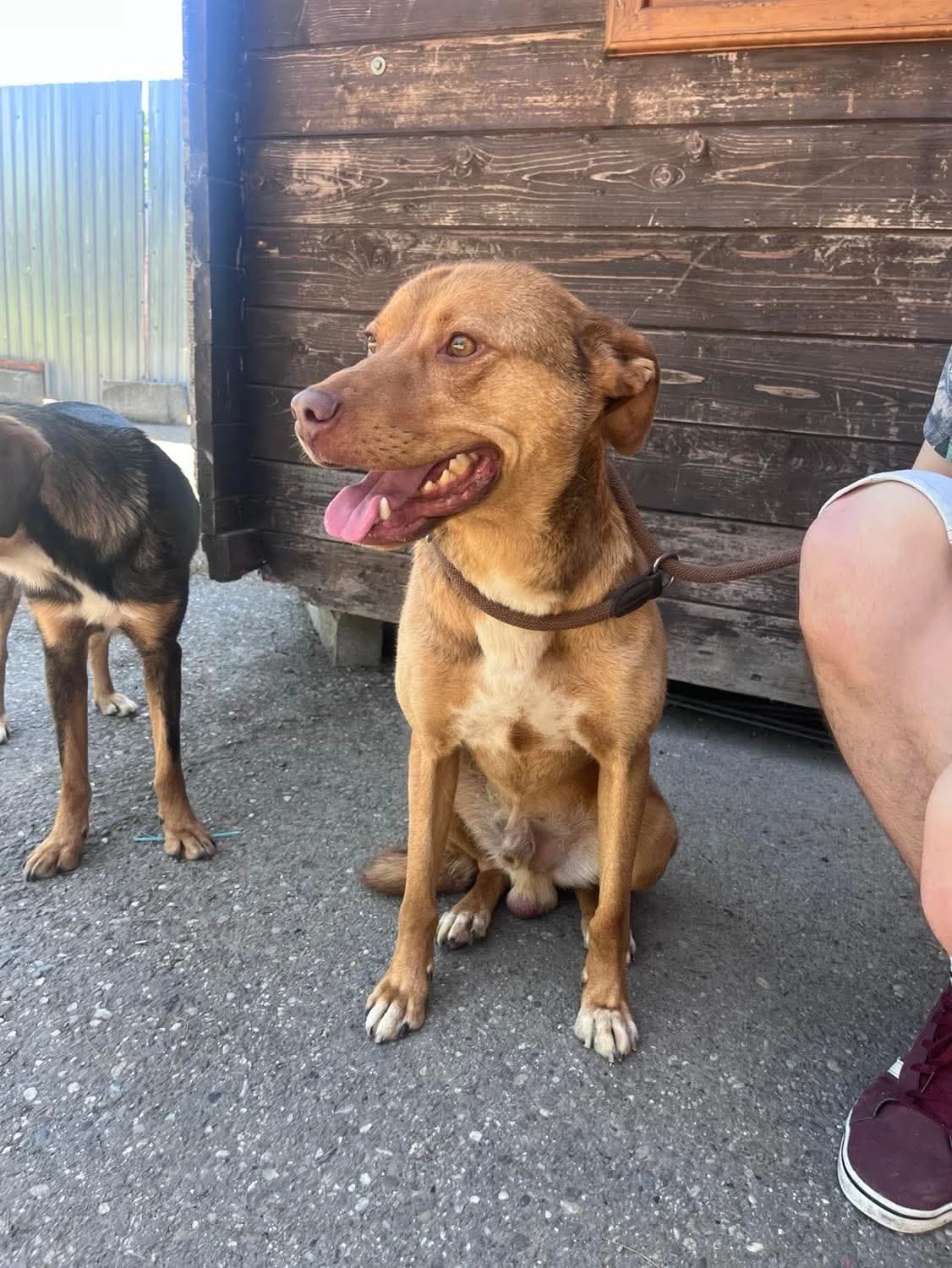 Geschlecht, male young Mixed Breed for adoption at Freundeskreis Notfellchen e.V., Dorsten