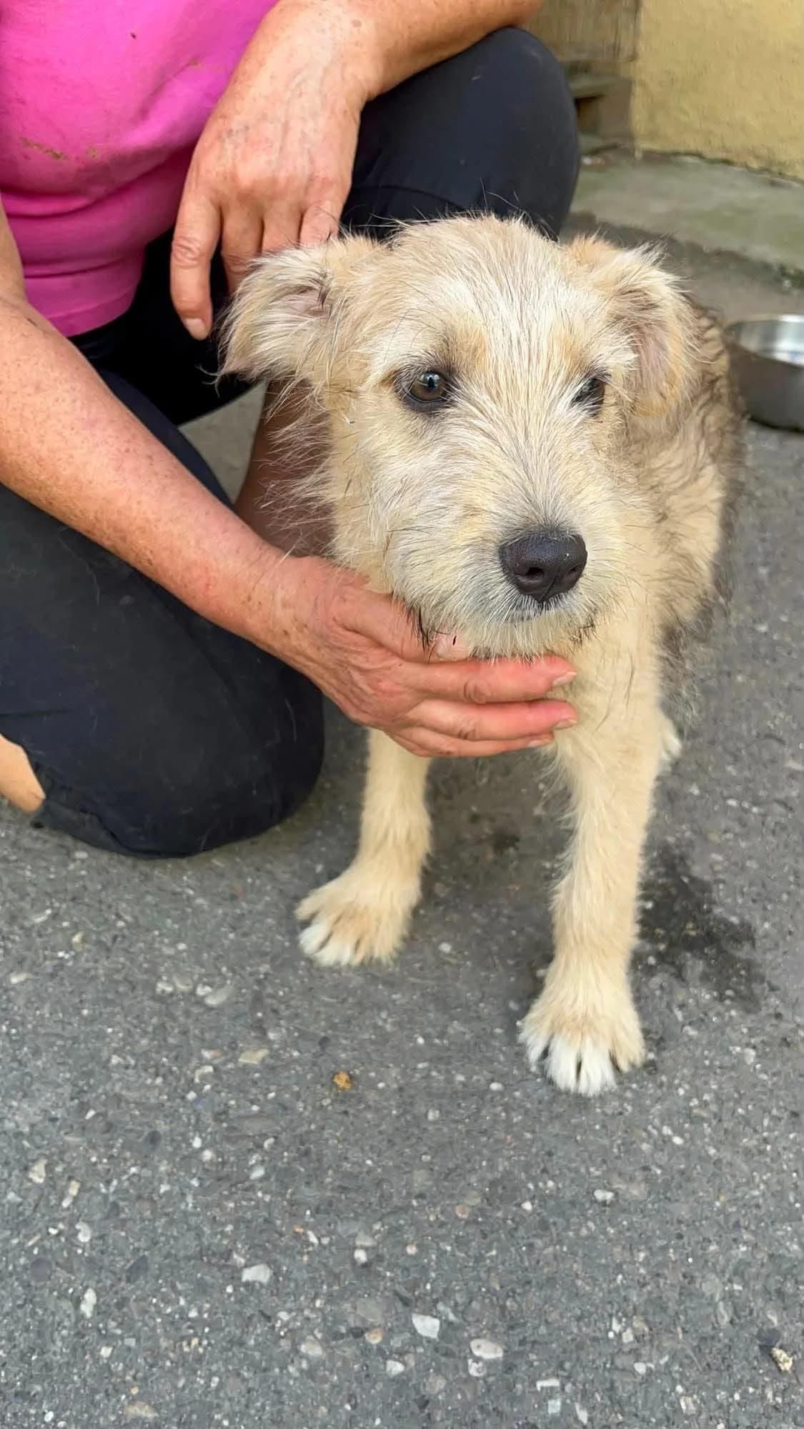 Sammy, male puppy Mixed Breed for adoption at Freundeskreis Notfellchen e.V., Dorsten