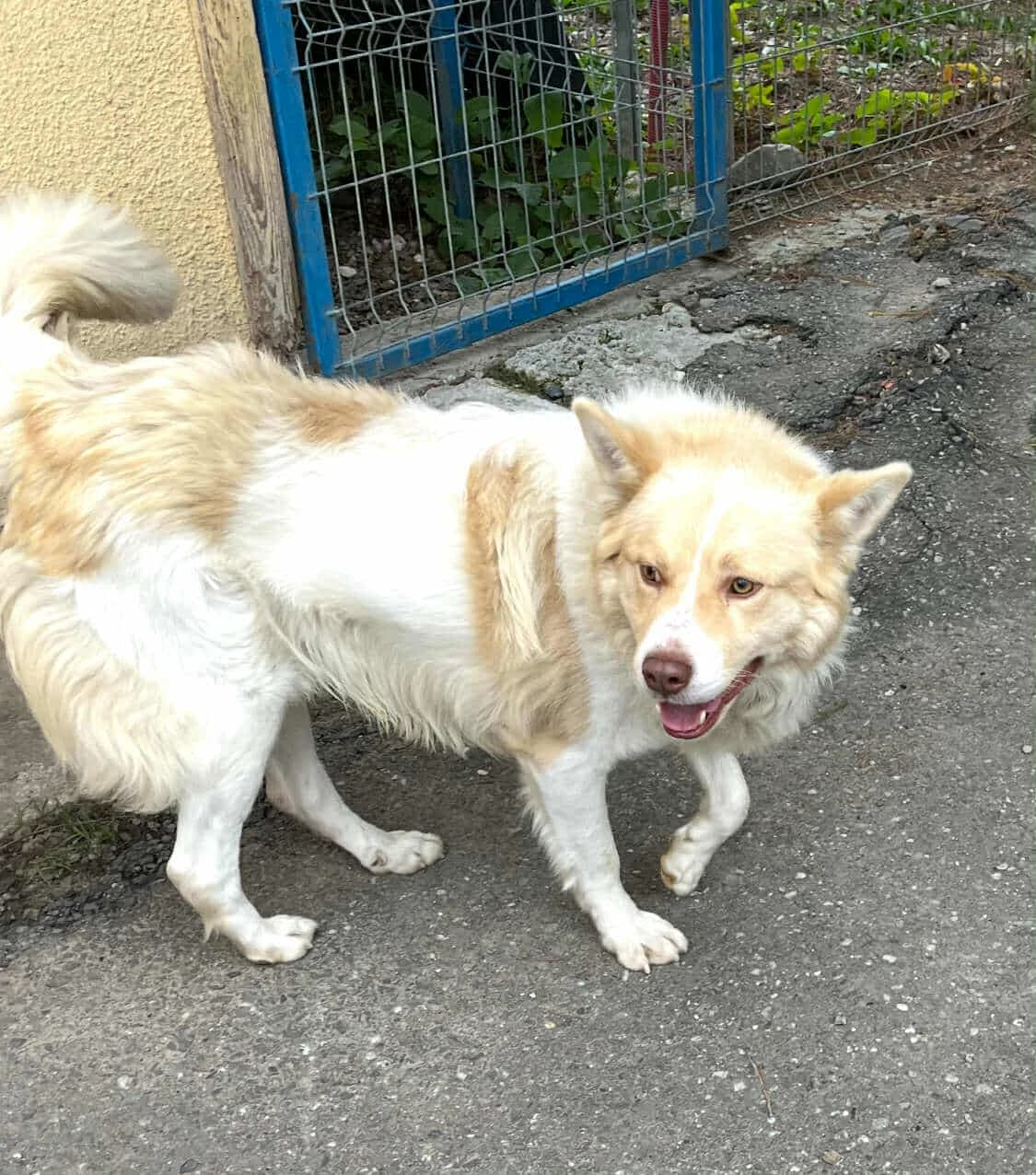 Samuel, male 3yo Mixed Breed for adoption at Freundeskreis Notfellchen e.V., Dorsten