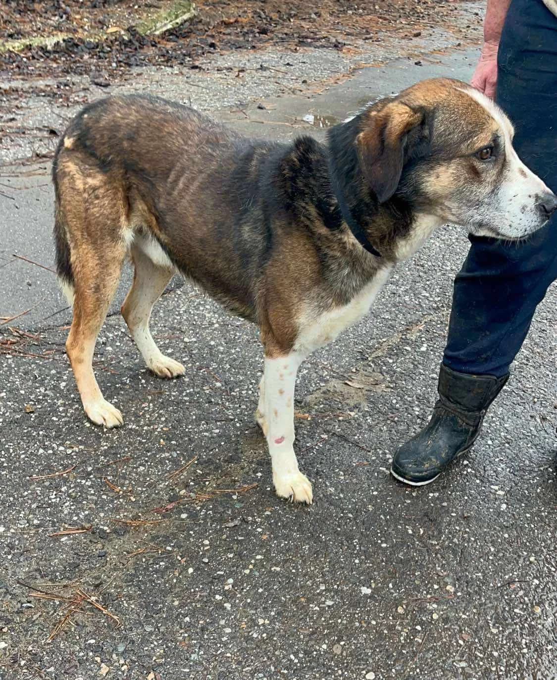 Silas, male senior Mixed Breed for adoption at Freundeskreis Notfellchen e.V., Dorsten