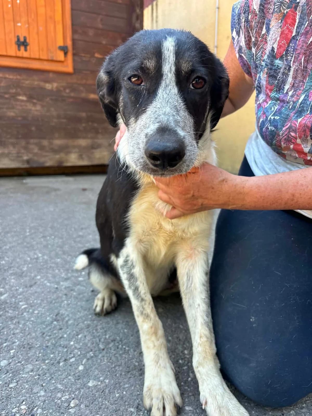 Sina, female puppy Mixed Breed for adoption at Freundeskreis Notfellchen e.V., Dorsten