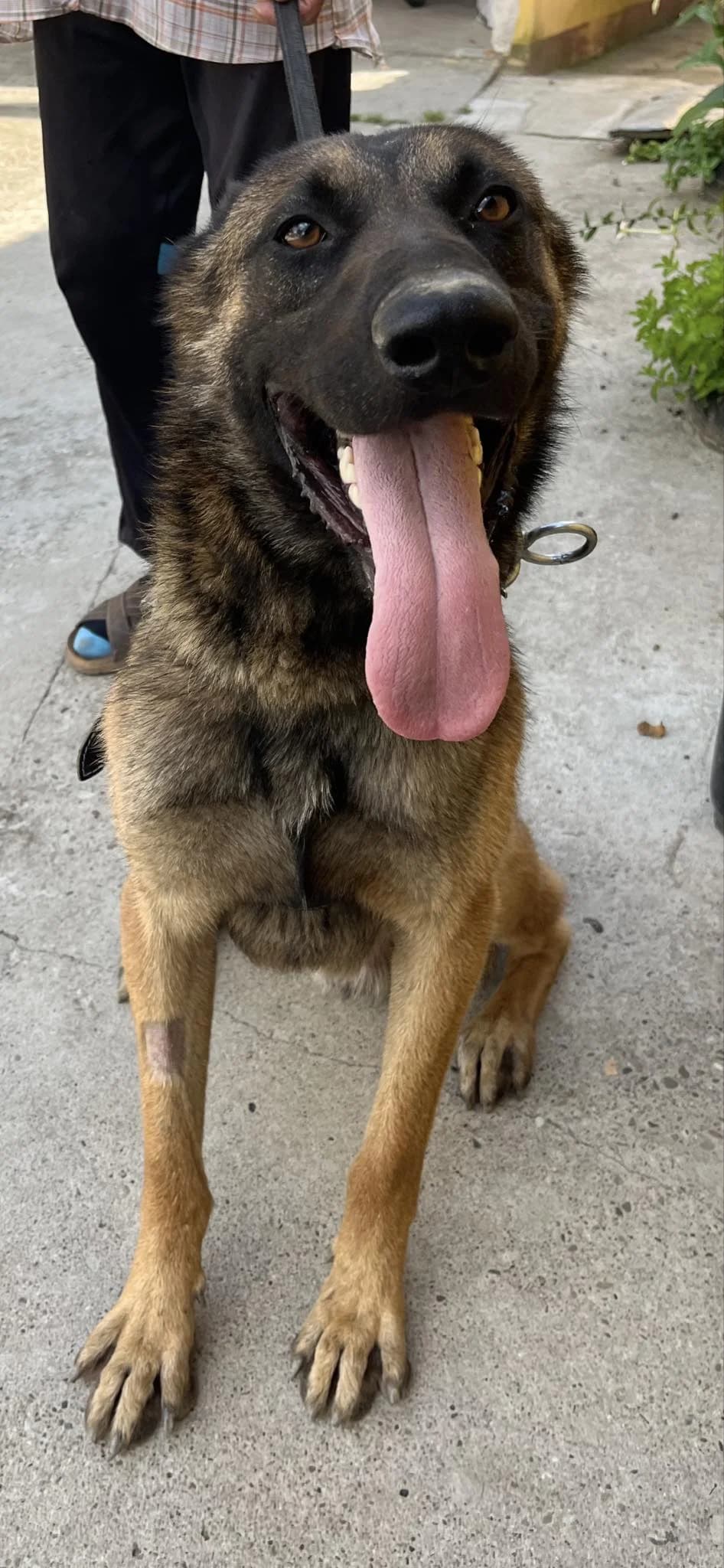 Siro, male 3yo Mixed Breed for adoption at Freundeskreis Notfellchen e.V., Dorsten