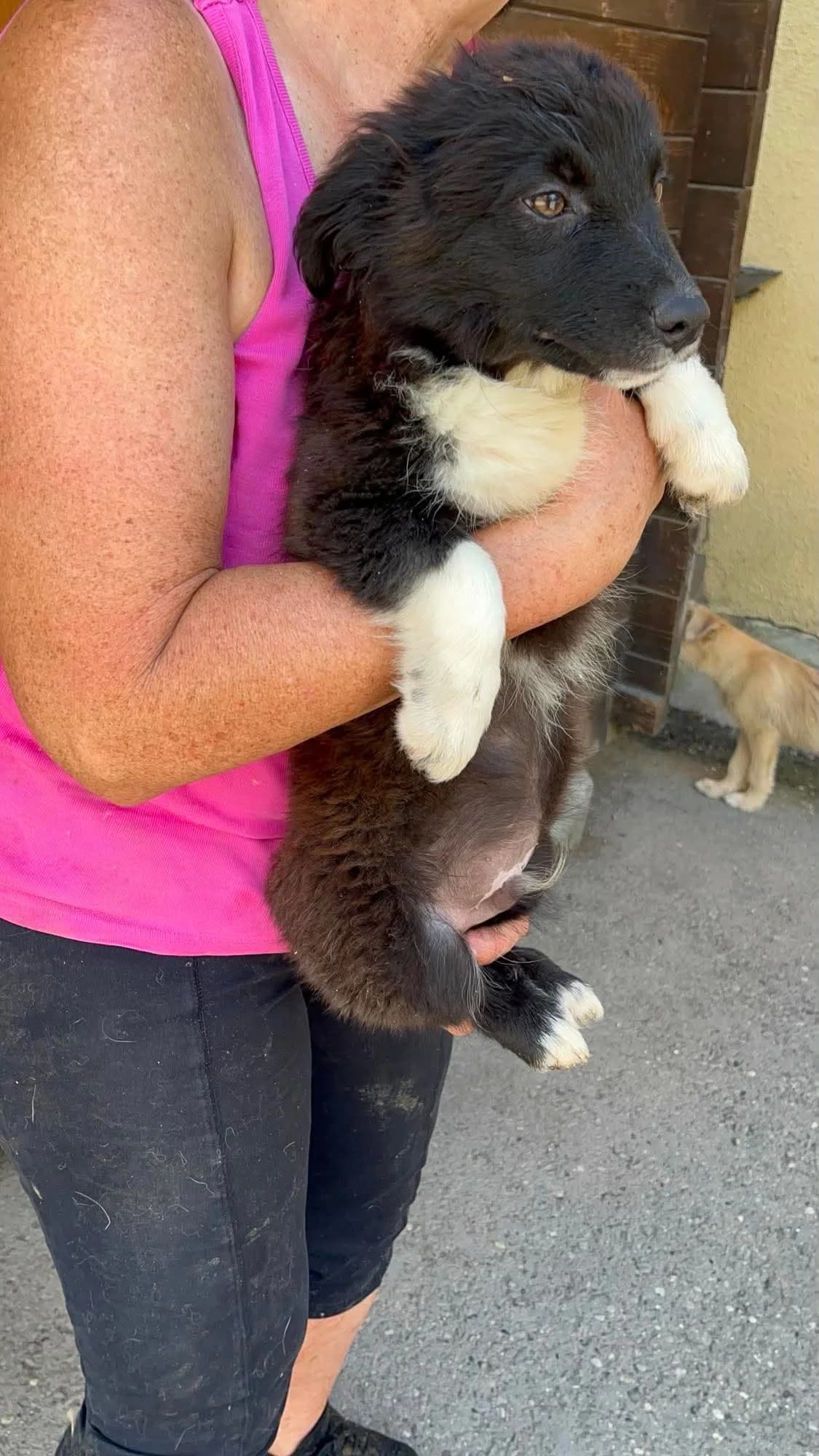 Smokey, male puppy Mixed Breed for adoption at Freundeskreis Notfellchen e.V., Dorsten