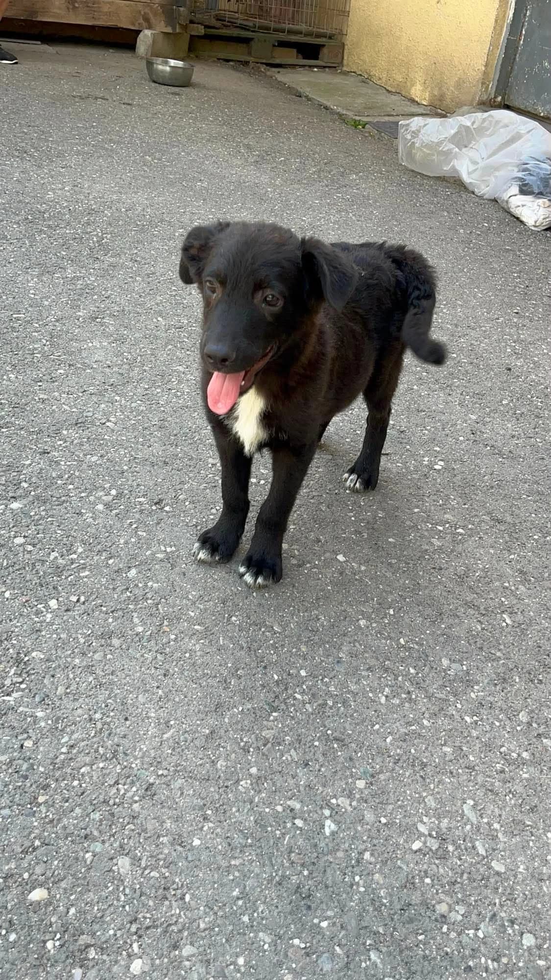 Spencer, male puppy Mixed Breed for adoption at Freundeskreis Notfellchen e.V., Dorsten