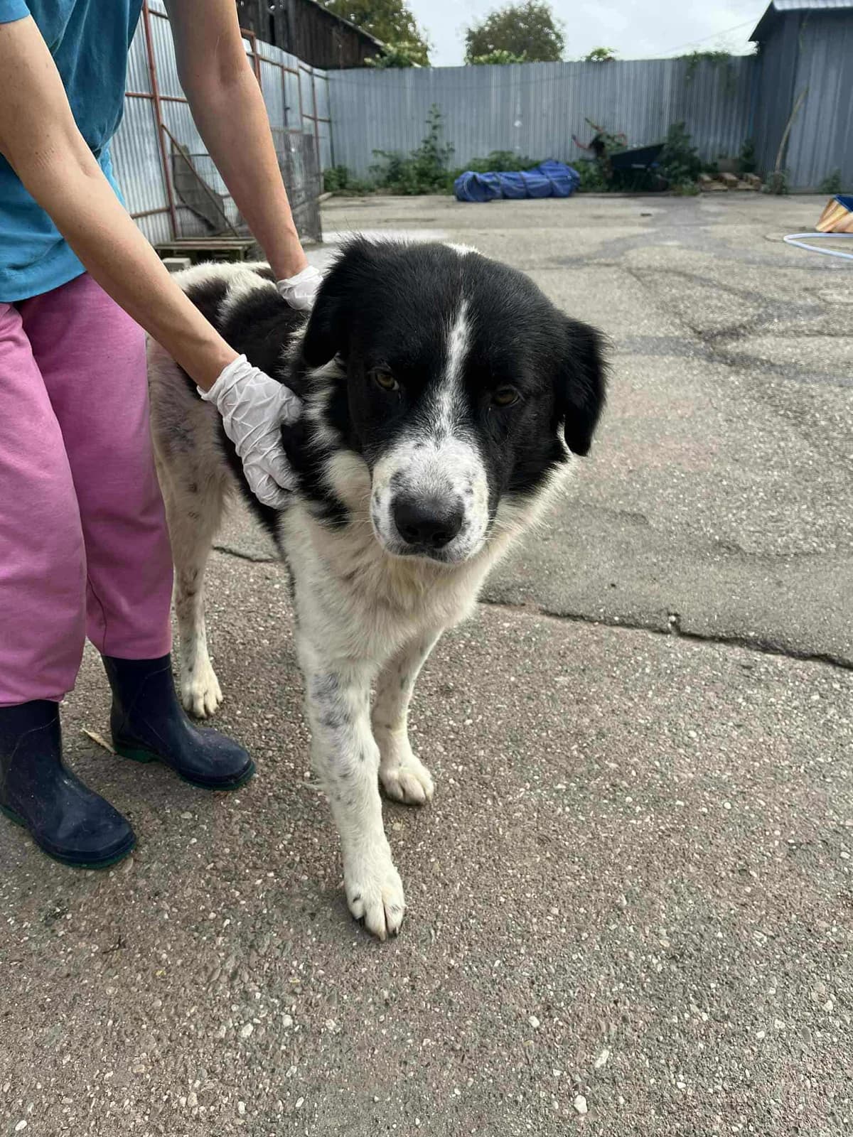 Spike, male 5yo Mixed Breed for adoption at Freundeskreis Notfellchen e.V., Dorsten