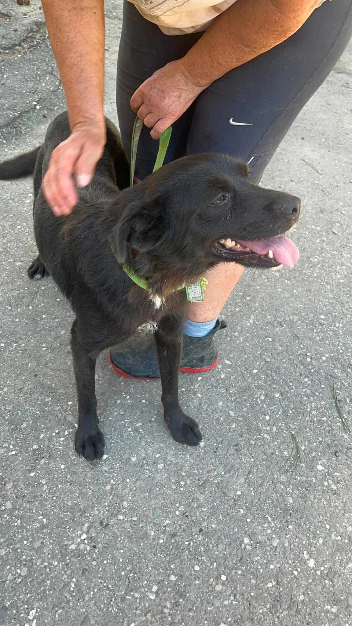 Geschlecht, female 4yo Mixed Breed for adoption at Freundeskreis Notfellchen e.V., Dorsten