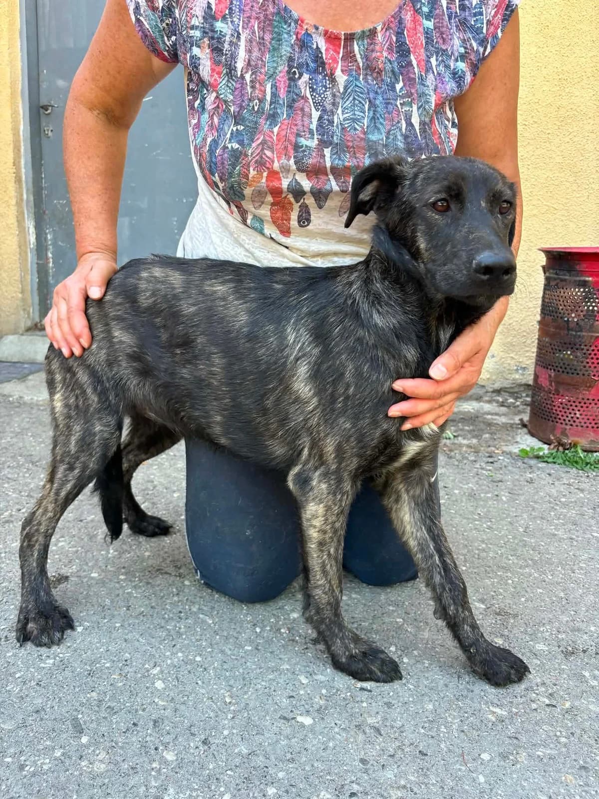 Suki, female puppy Mixed Breed for adoption at Freundeskreis Notfellchen e.V., Dorsten