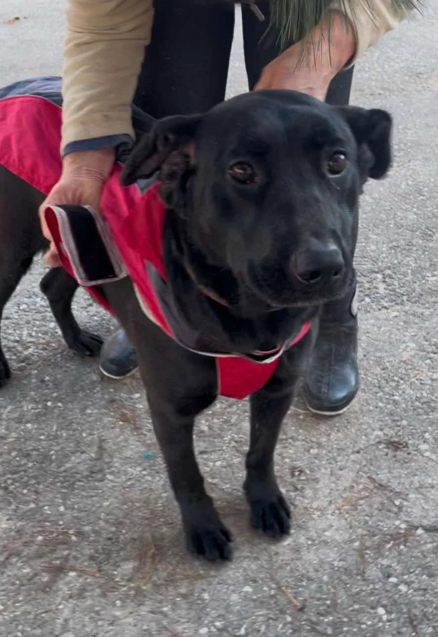 Suna, female 6yo Mixed Breed for adoption at Freundeskreis Notfellchen e.V., Dorsten