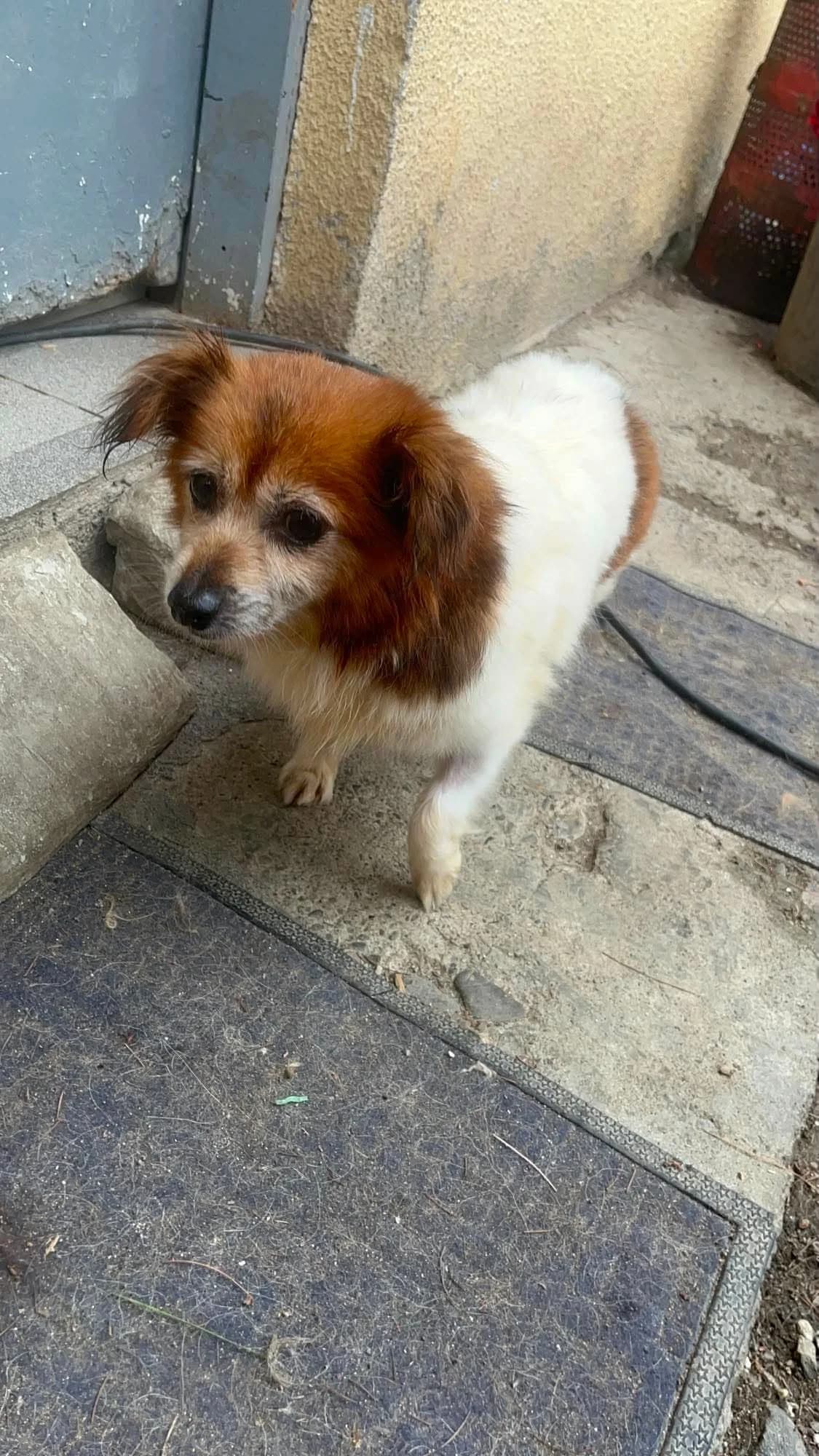 Taya, female senior Mixed Breed for adoption at Freundeskreis Notfellchen e.V., Dorsten