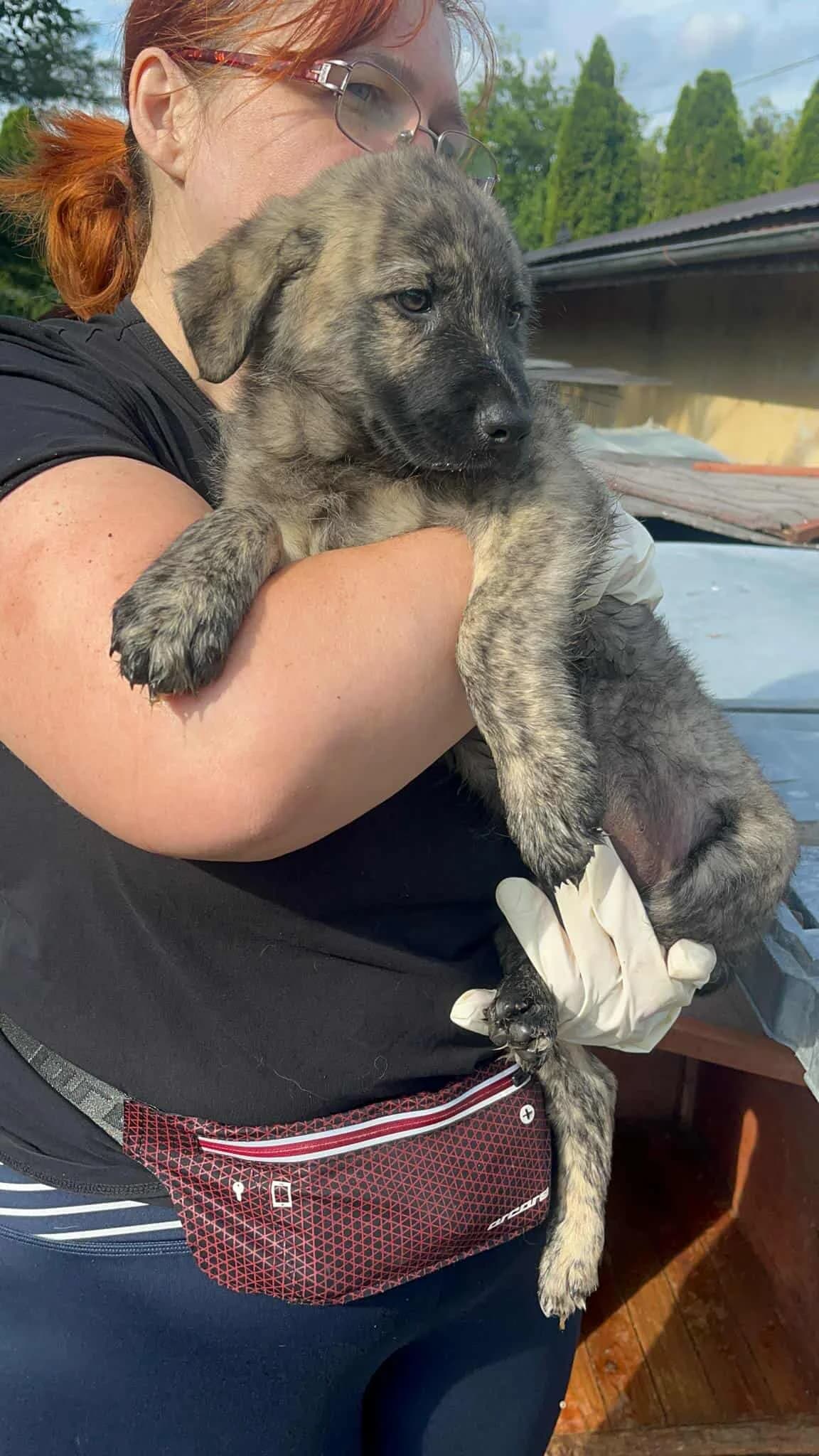 Tiger, male young Mixed Breed for adoption at Freundeskreis Notfellchen e.V., Dorsten