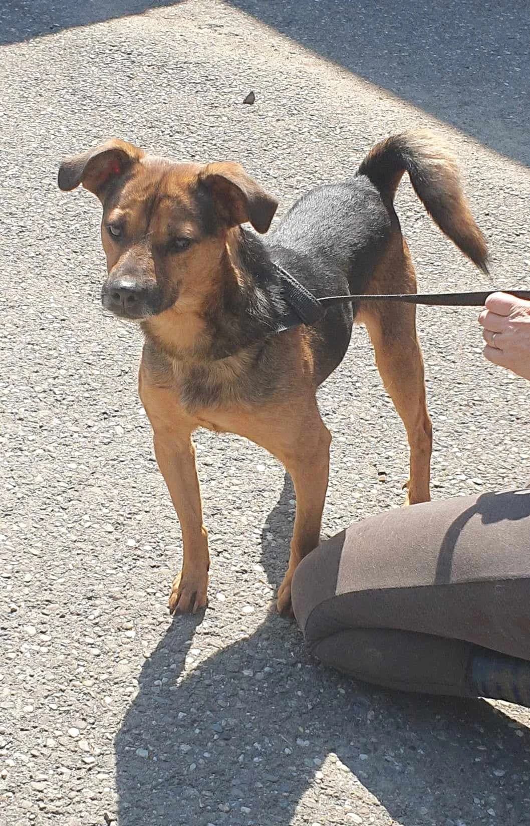 Tommi, male Mixed Breed for adoption at Freundeskreis Notfellchen e.V.