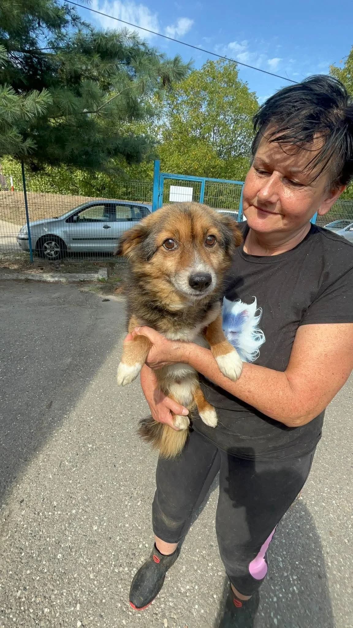 Toni, male 7yo Mixed Breed for adoption at Freundeskreis Notfellchen e.V., Dorsten
