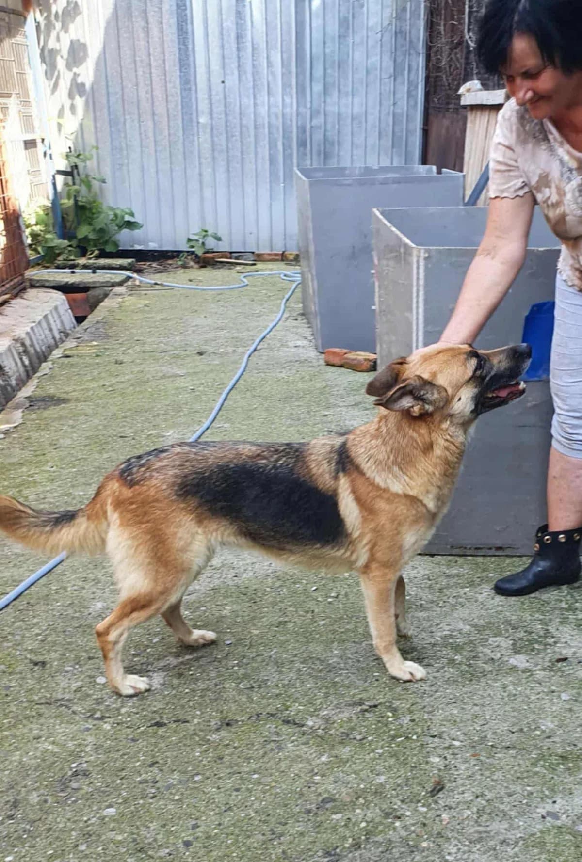 Trixi, female young Mixed Breed for adoption at Freundeskreis Notfellchen e.V., Dorsten