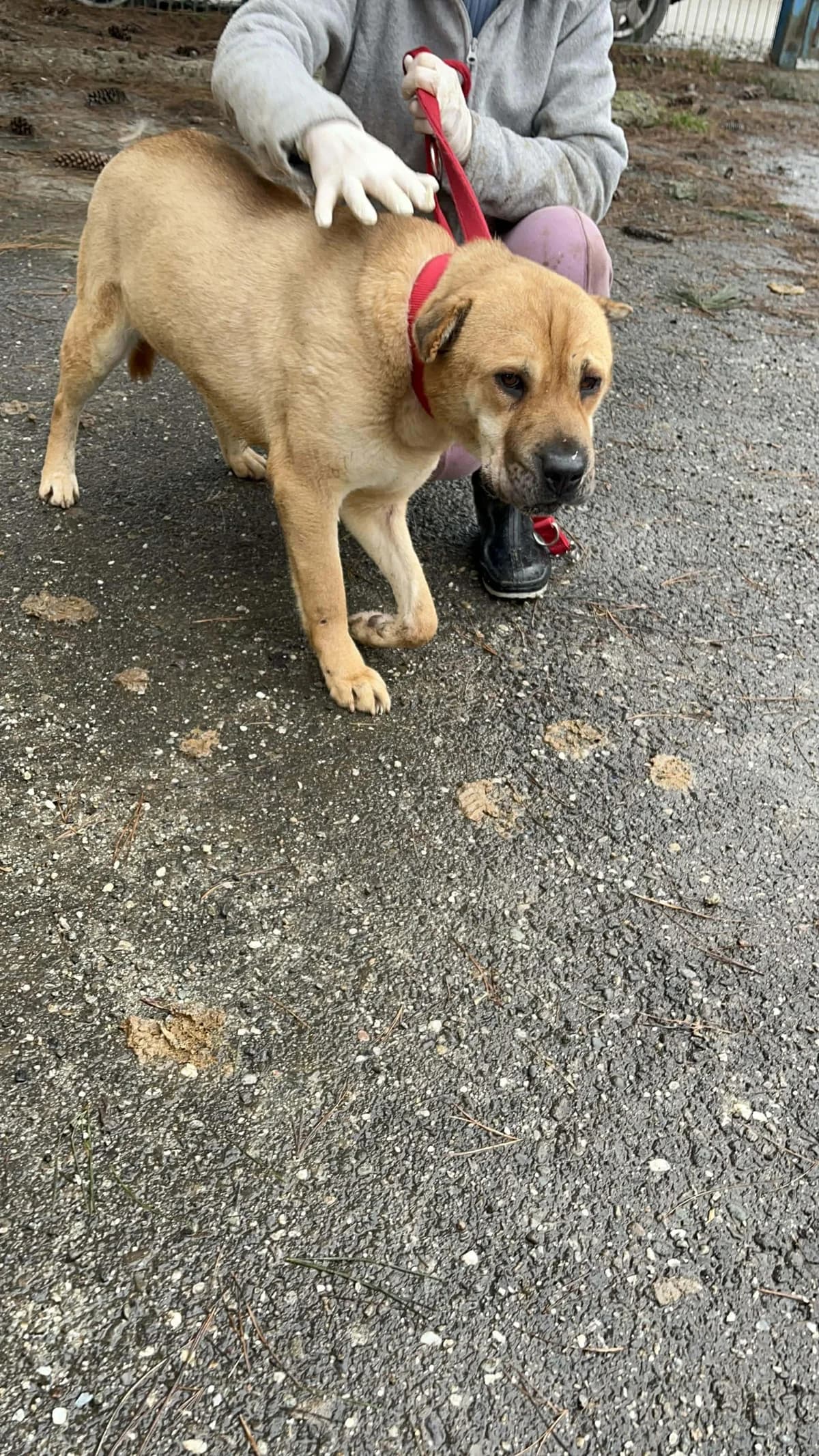Twix, male 3yo Mixed Breed for adoption at Freundeskreis Notfellchen e.V., Dorsten