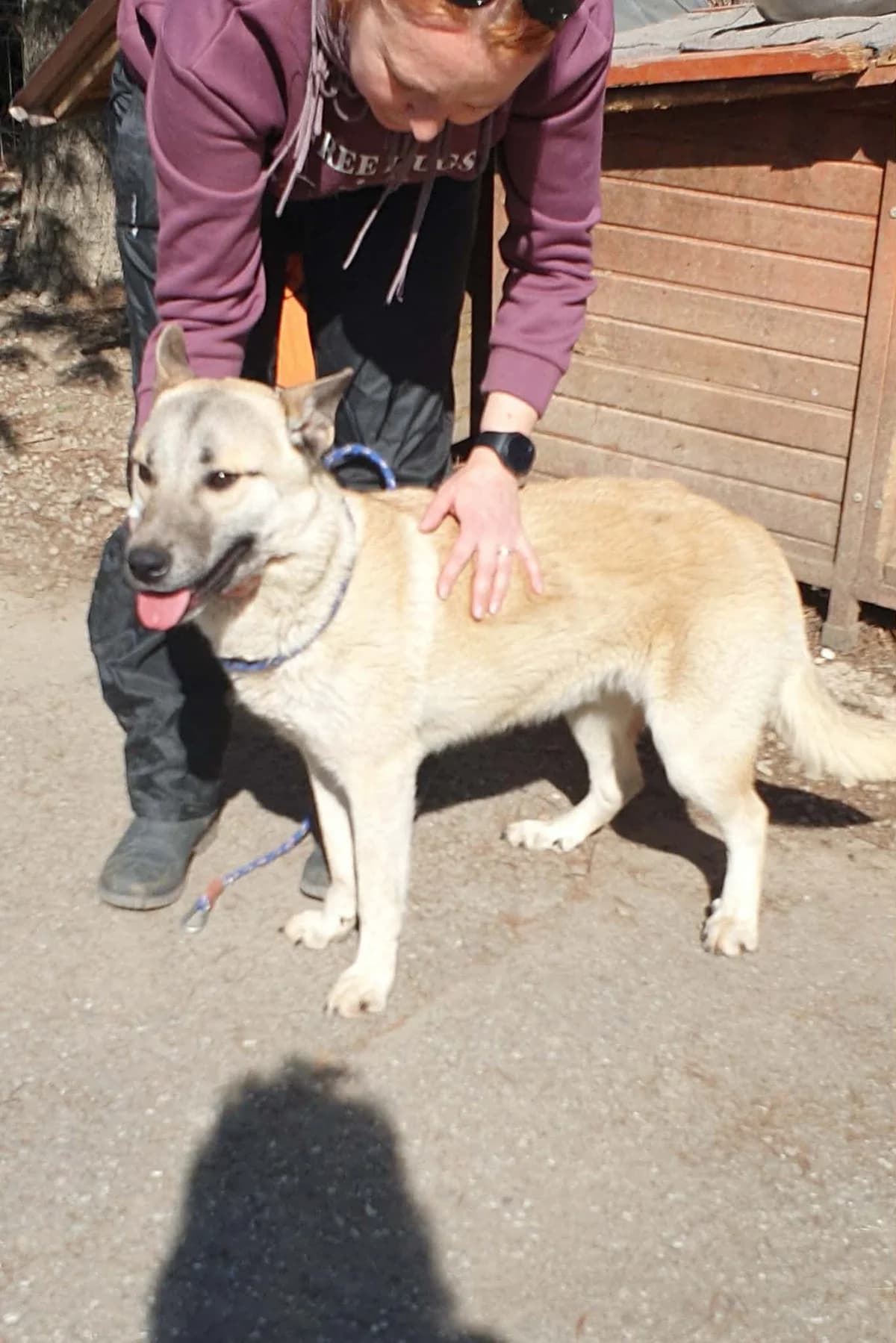 Vasco, male young Mixed Breed for adoption at Freundeskreis Notfellchen e.V., Dorsten
