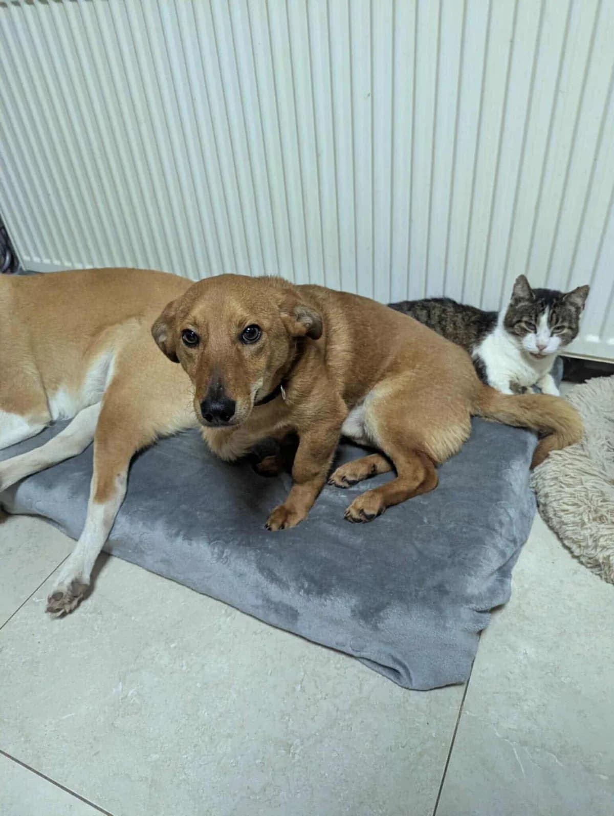 Vio, male young Mixed Breed for adoption at Freundeskreis Notfellchen e.V., Dorsten