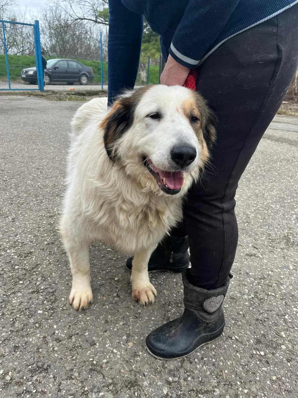 Winnie, female senior Mixed Breed for adoption at Freundeskreis Notfellchen e.V., Dorsten