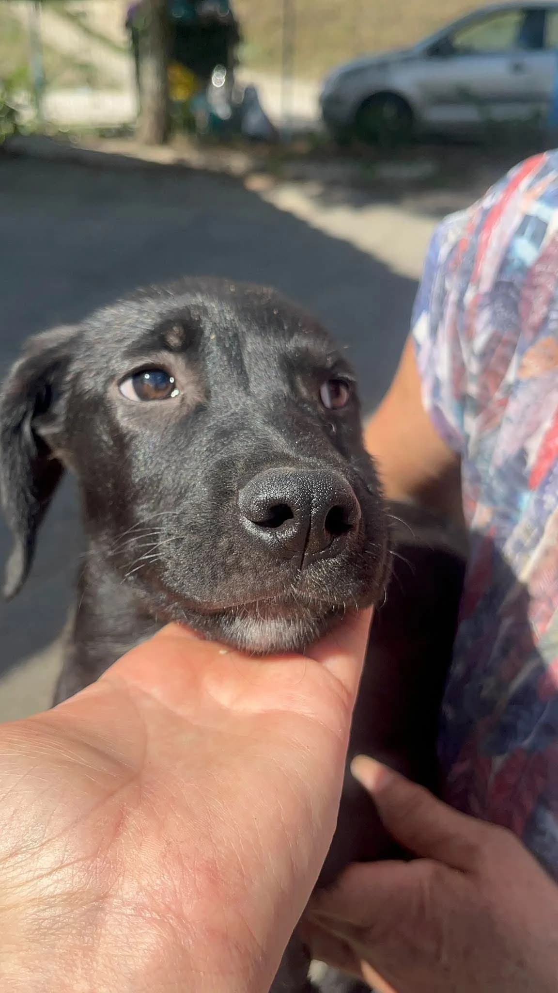 Xara, female puppy Mixed Breed for adoption at Freundeskreis Notfellchen e.V., Dorsten