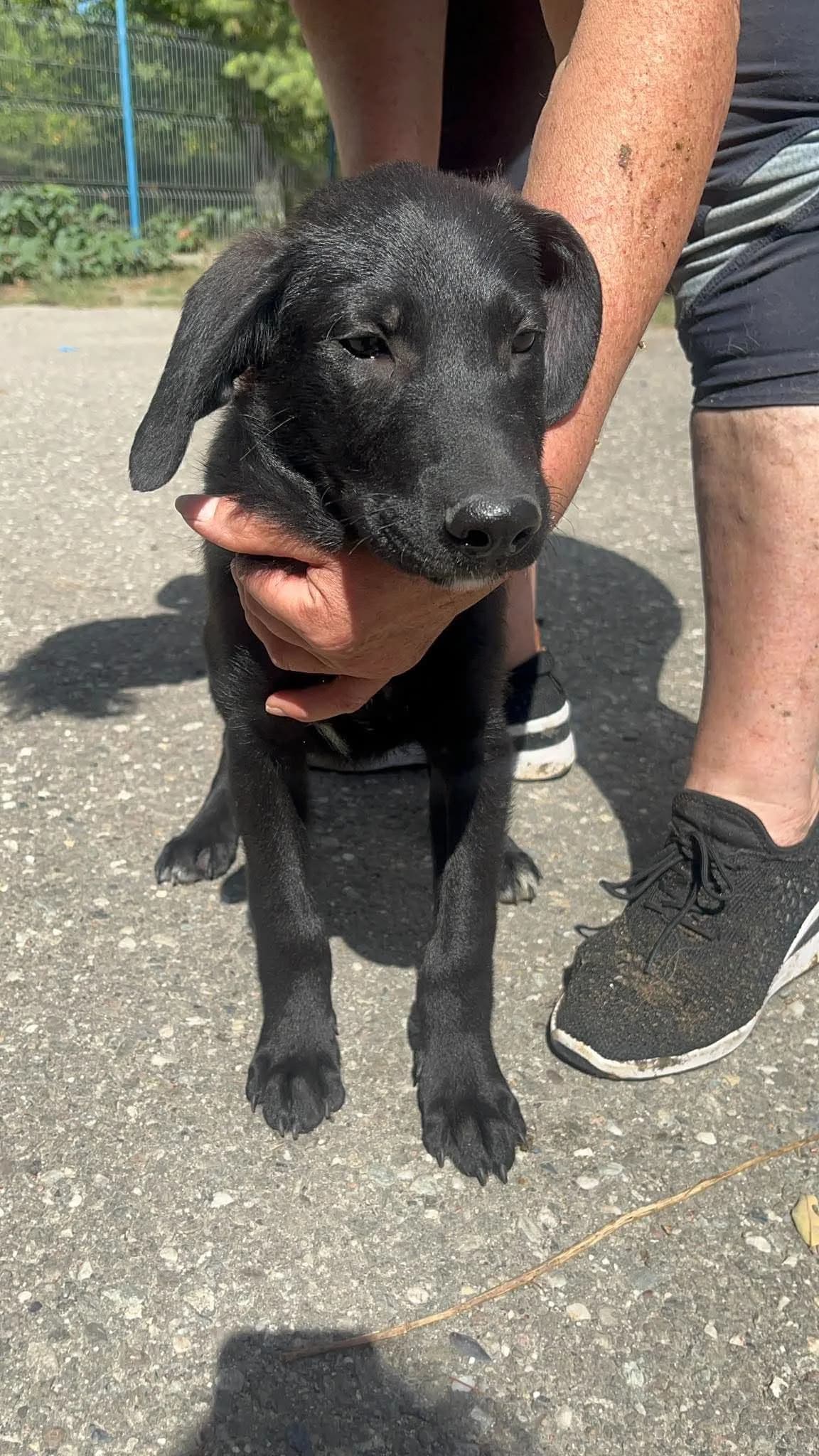 Xaro, male puppy Mixed Breed for adoption at Freundeskreis Notfellchen e.V., Dorsten