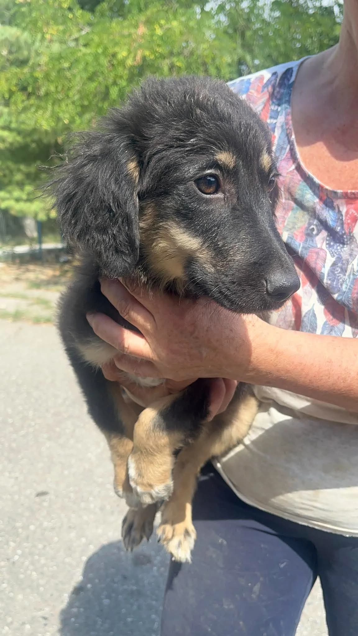 Yano, male puppy Mixed Breed for adoption at Freundeskreis Notfellchen e.V., Dorsten
