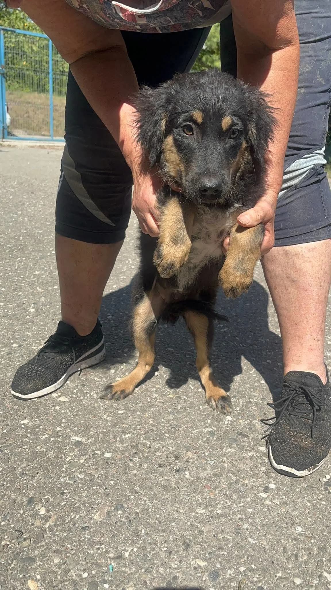 Yara, female puppy Mixed Breed for adoption at Freundeskreis Notfellchen e.V., Dorsten