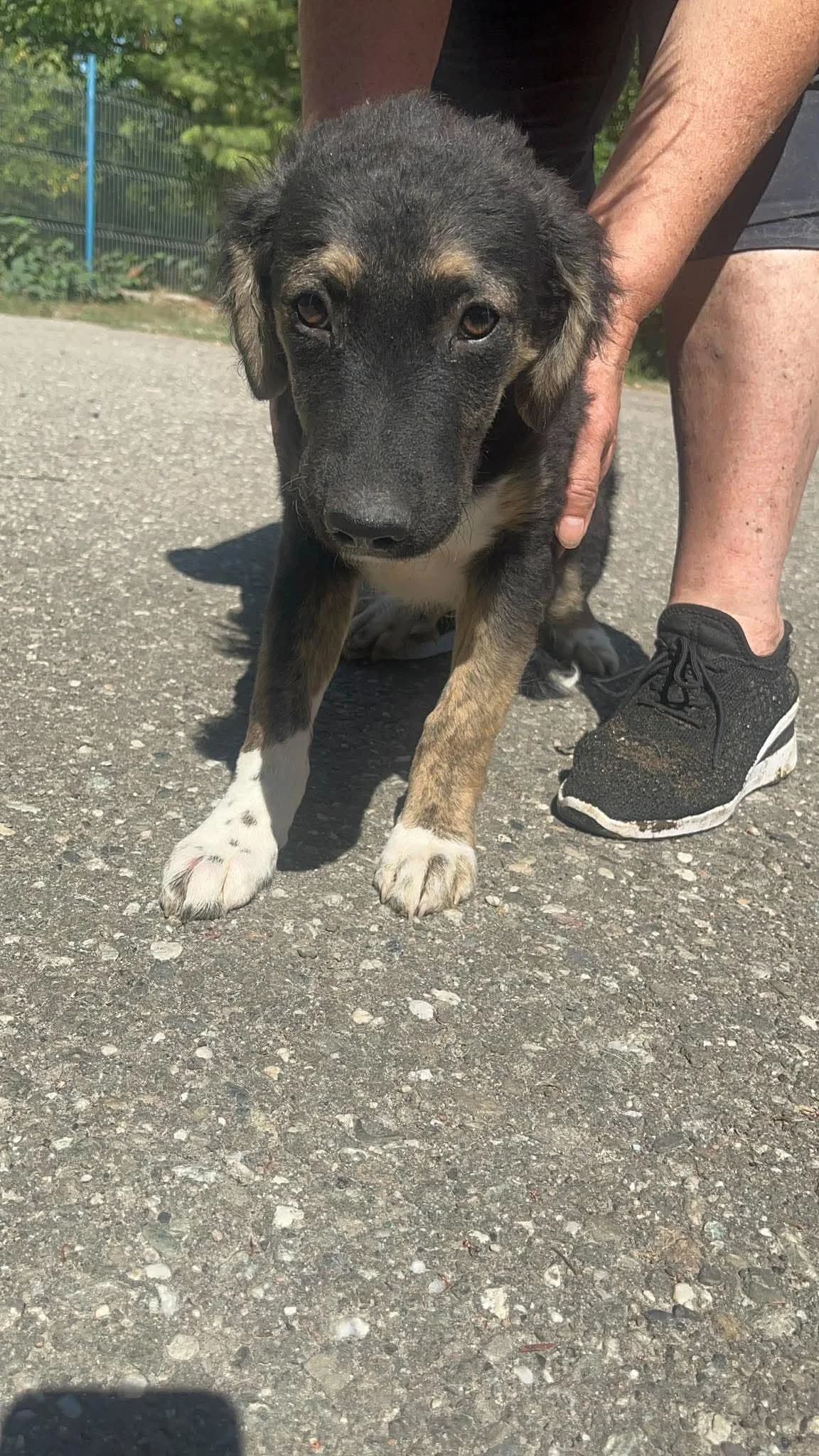 Yvo, male puppy Mixed Breed for adoption at Freundeskreis Notfellchen e.V., Dorsten