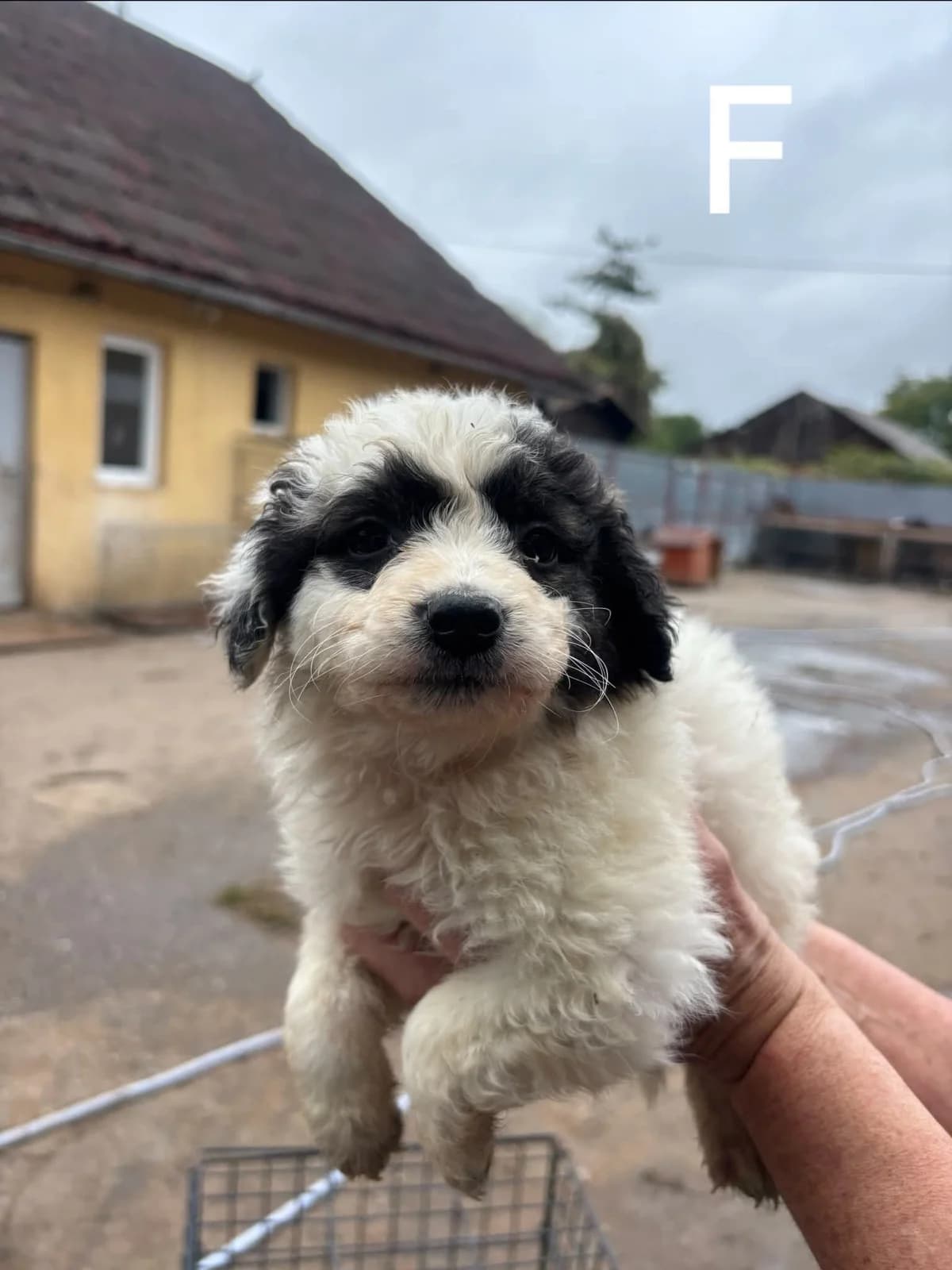 Zelda, female puppy Mixed Breed for adoption at Freundeskreis Notfellchen e.V., Dorsten