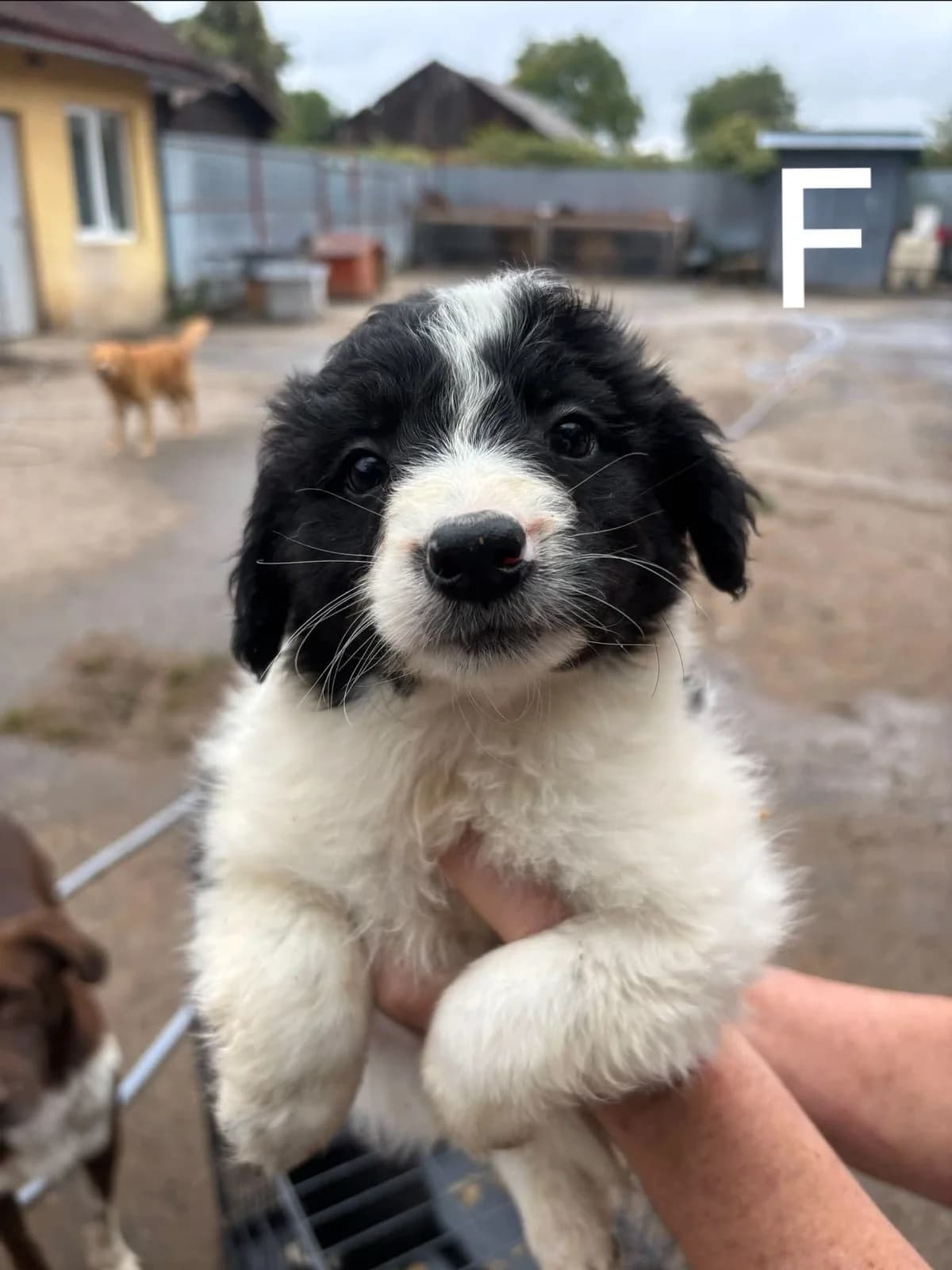 Ziva, female puppy Mixed Breed for adoption at Freundeskreis Notfellchen e.V., Dorsten