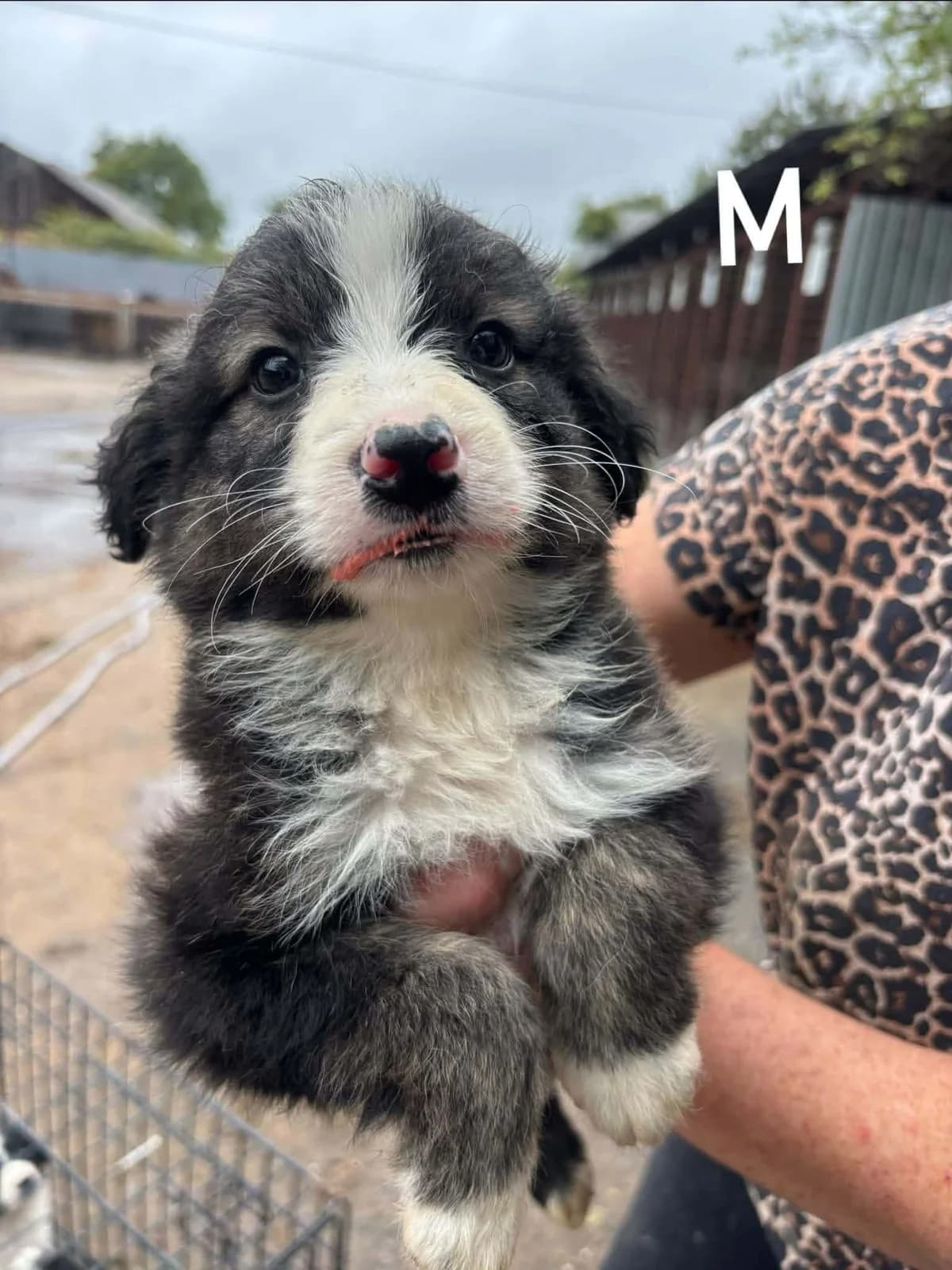 Zorak, male puppy Mixed Breed for adoption at Freundeskreis Notfellchen e.V., Dorsten