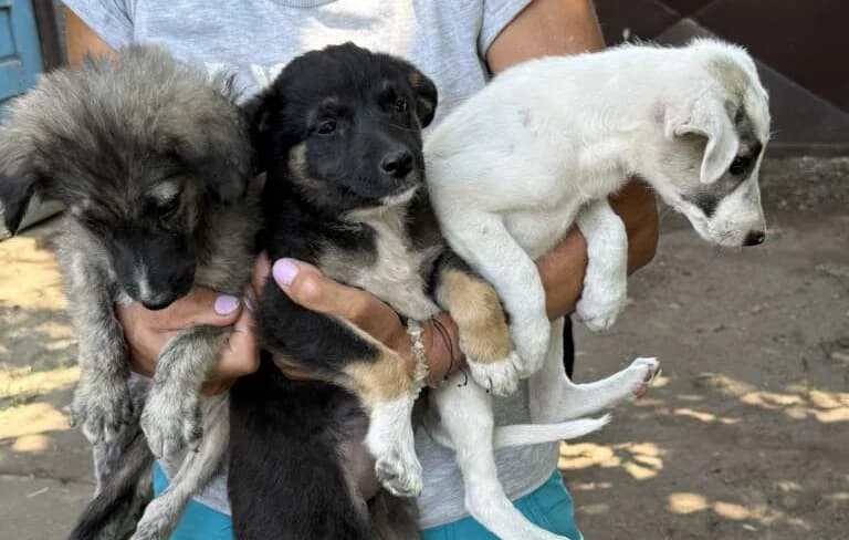 Atreju, schwarz Mixed Breed for adoption at Friends for Life Germany e.V., Hemer