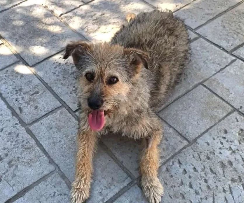 Beka, female young Mixed Breed for adoption at Friends for Life Germany e.V., Hemer